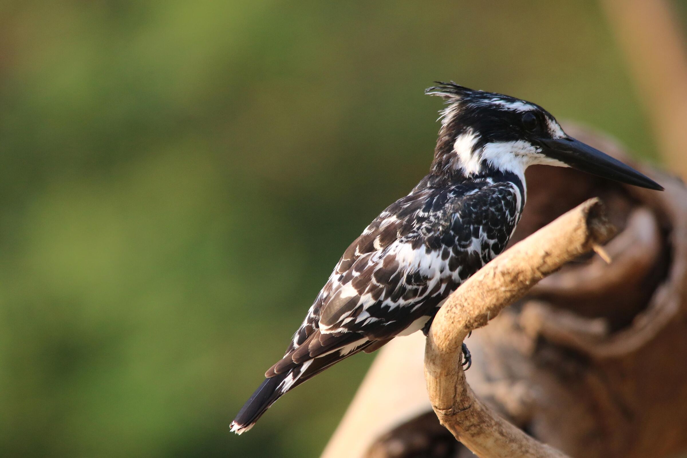 Pied Kingfisher