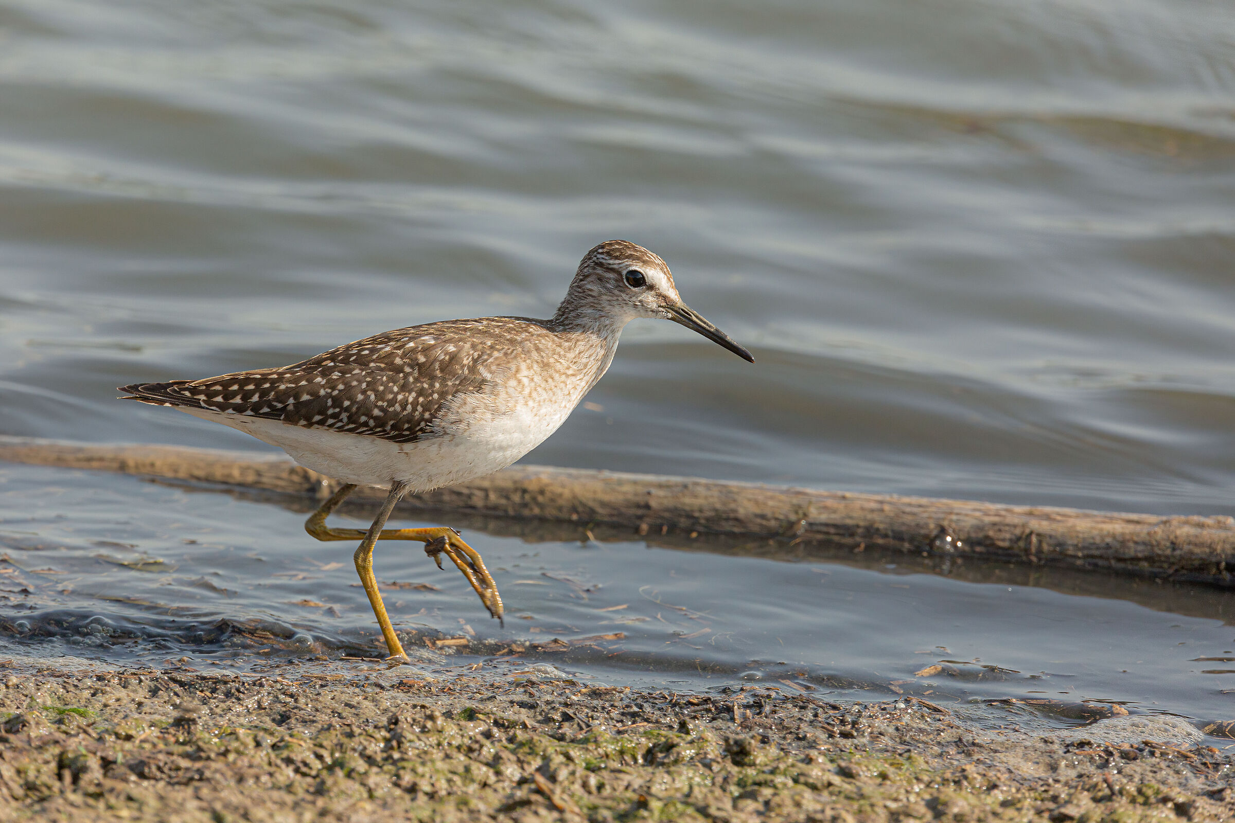 Pyro-Piro Boschereccio