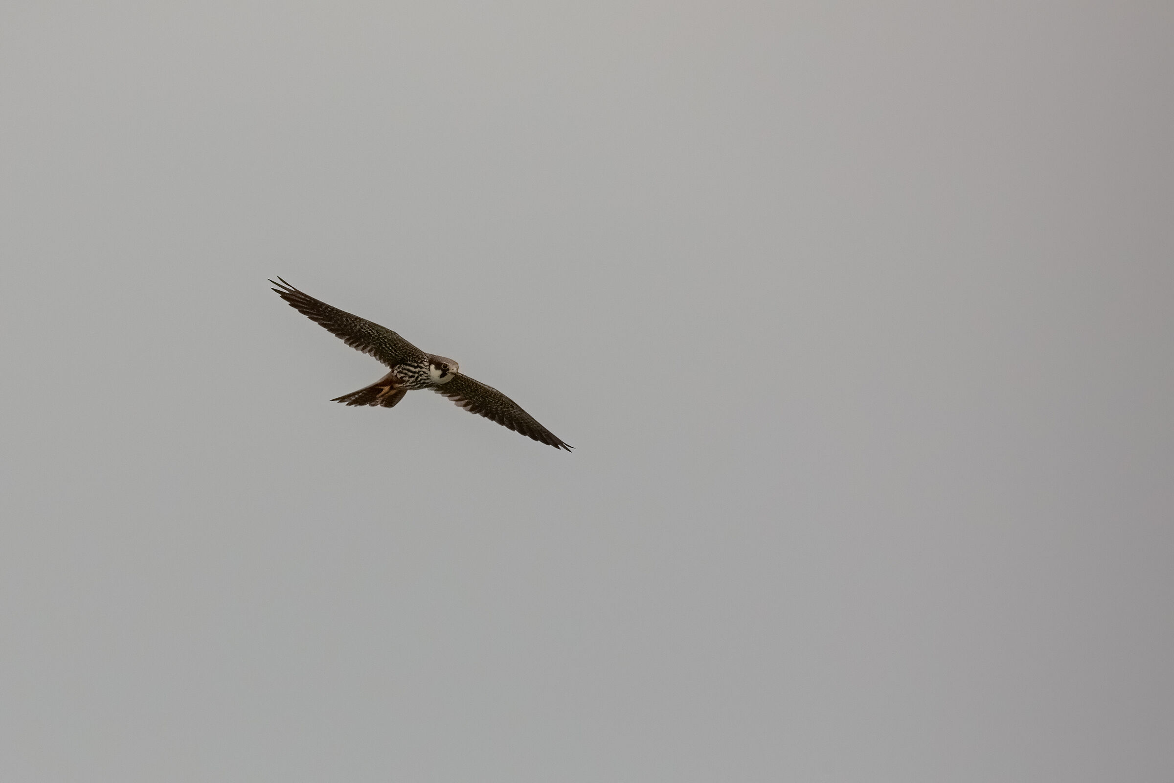 Falco Lodolaio
