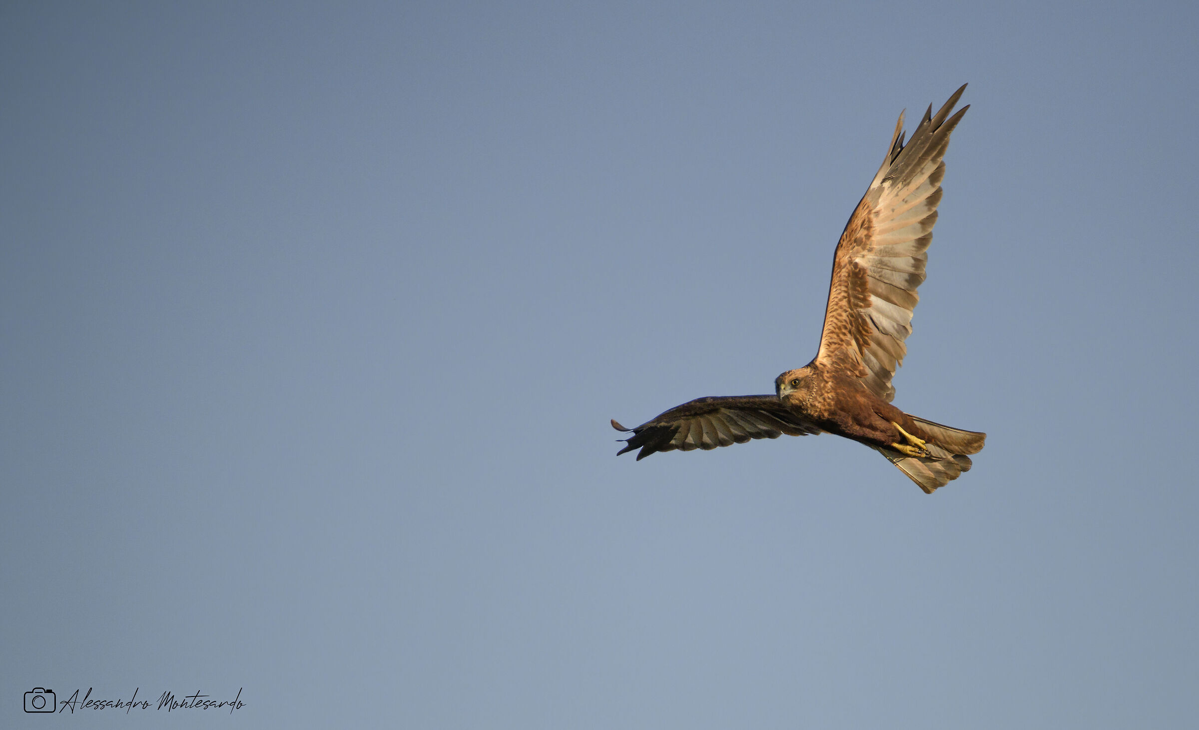 Falcon