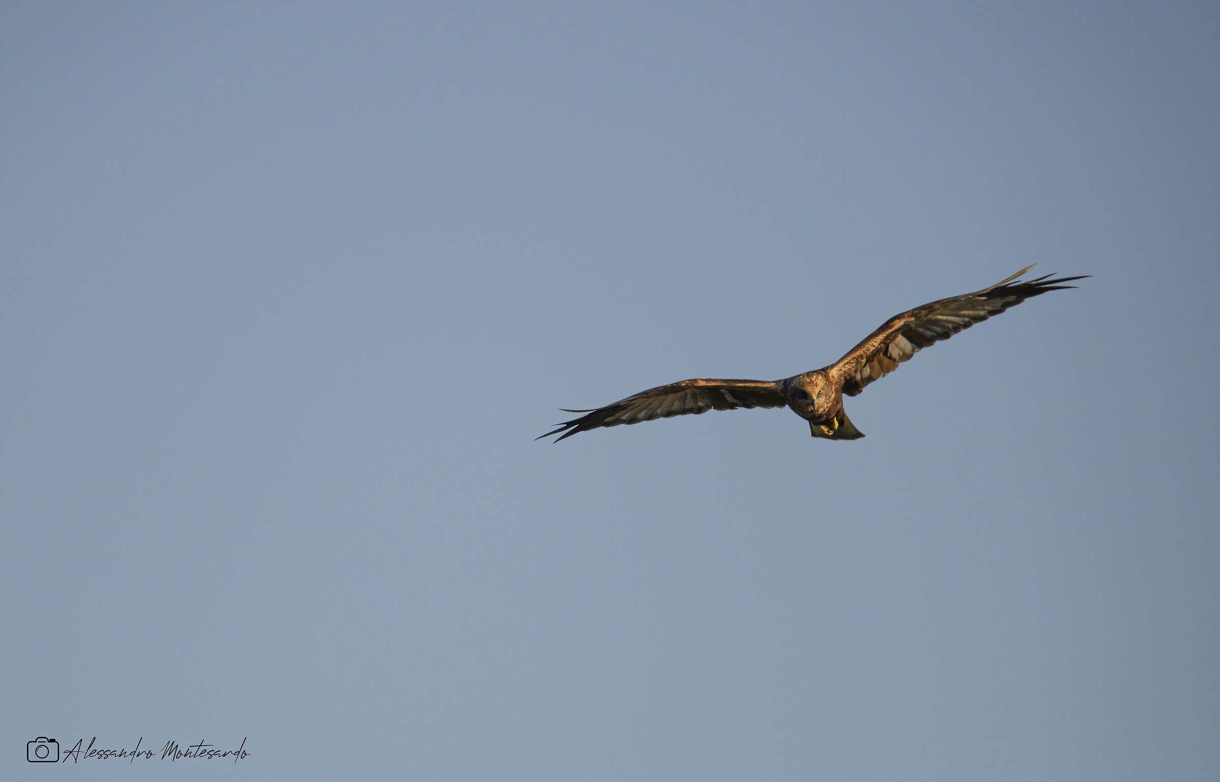 Falcon