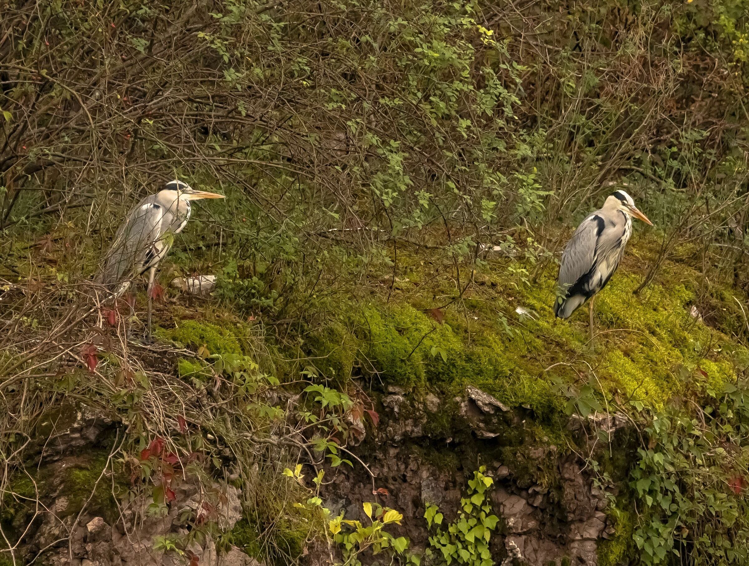 2 Aironi Cenerini Oasi Baggero(CO)30/09/2021