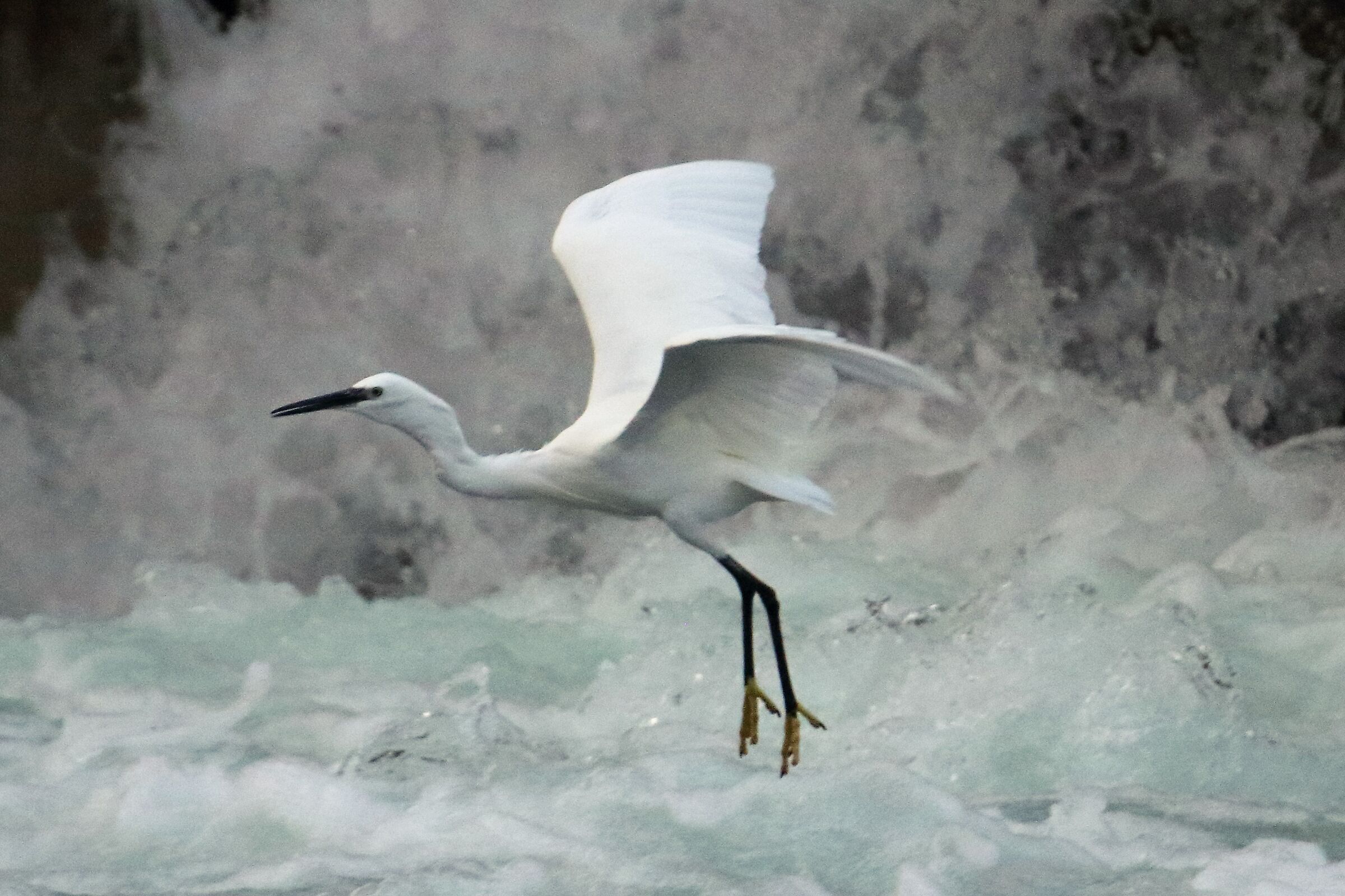 Egret