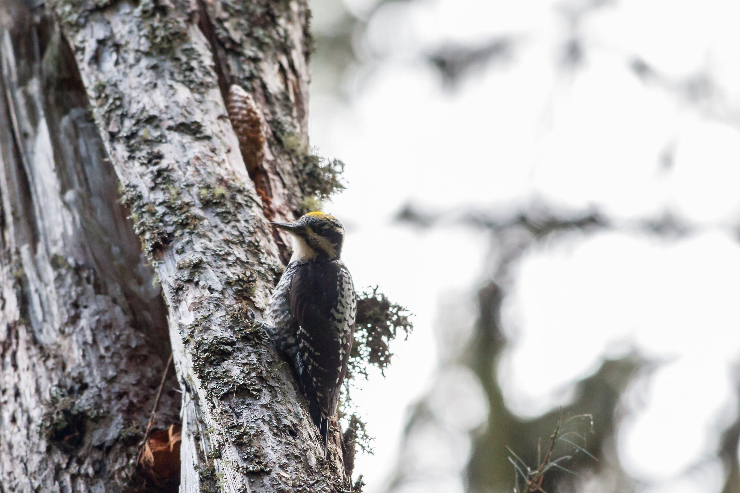 Three-toed woodpecker