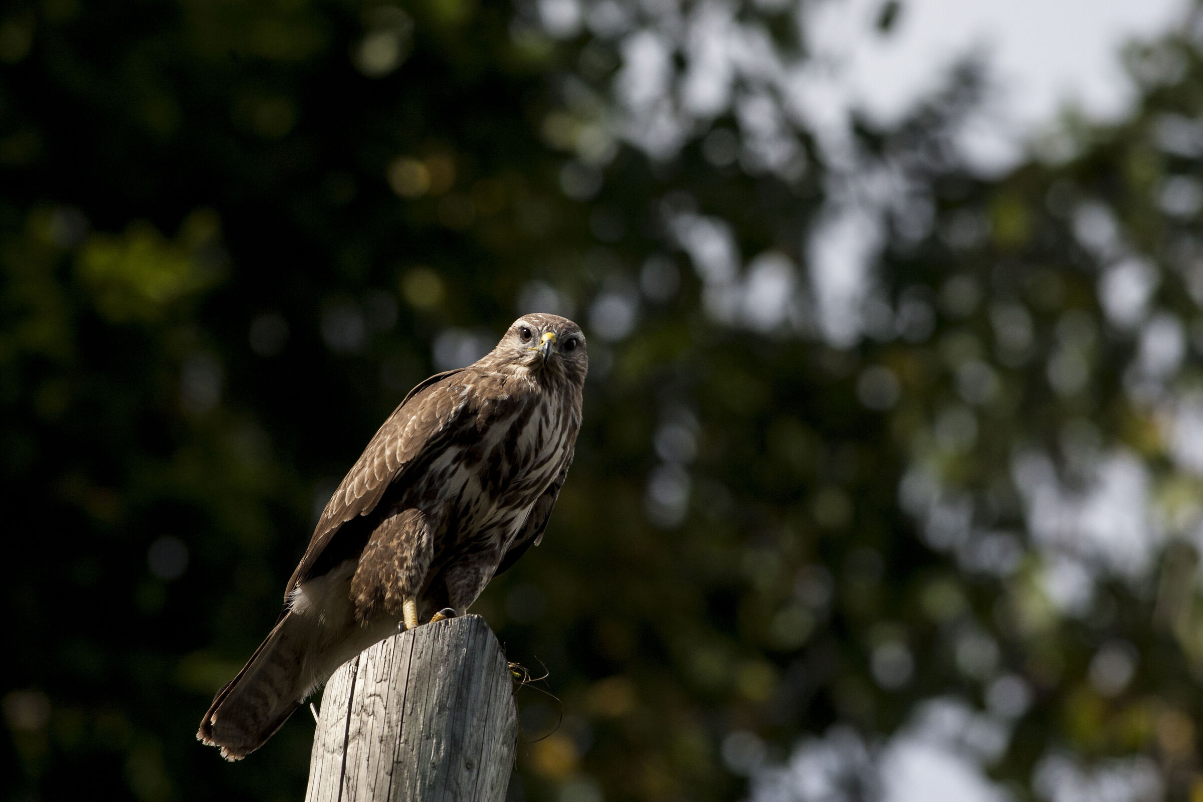 buzzard