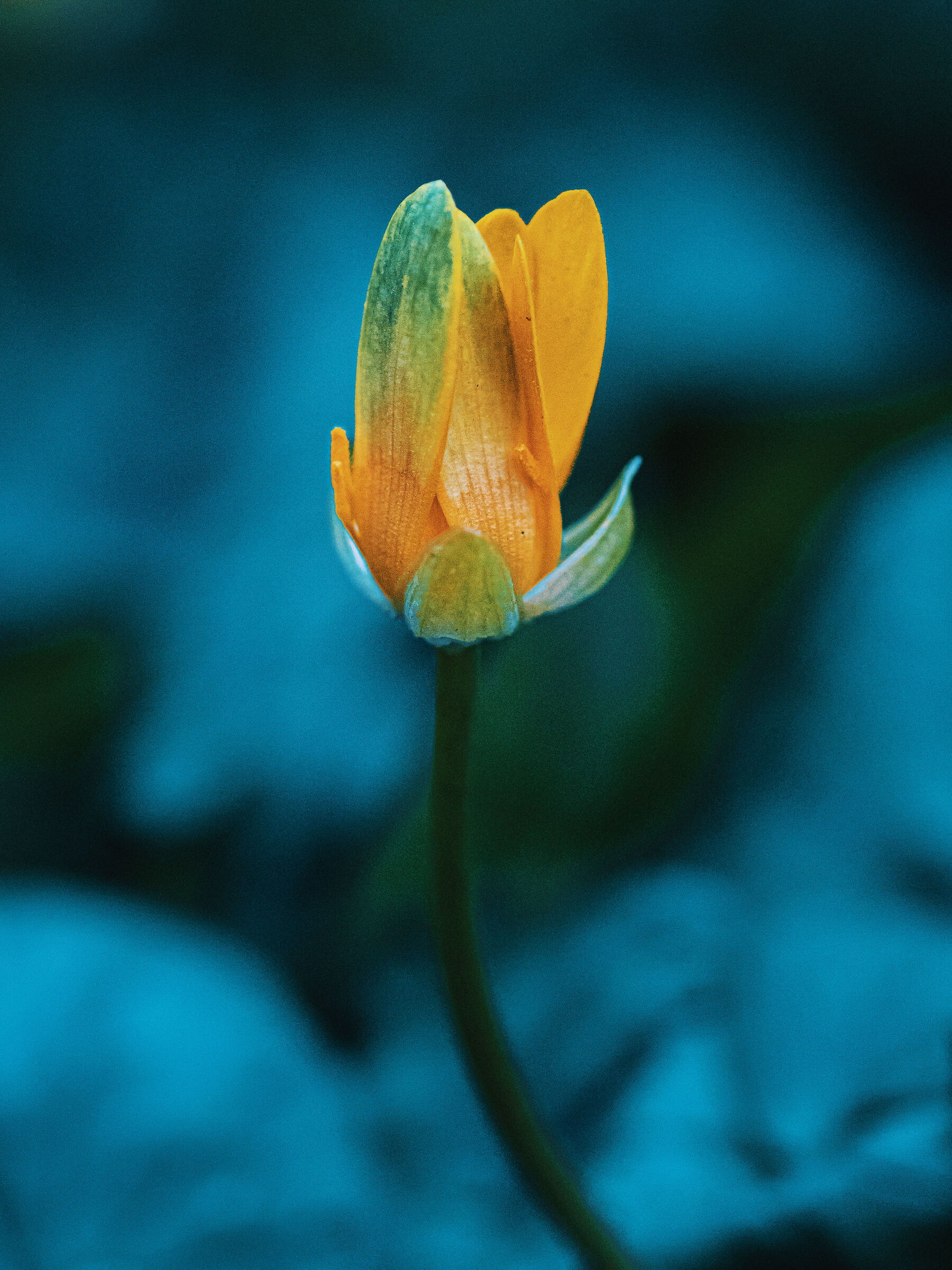 Little flower I