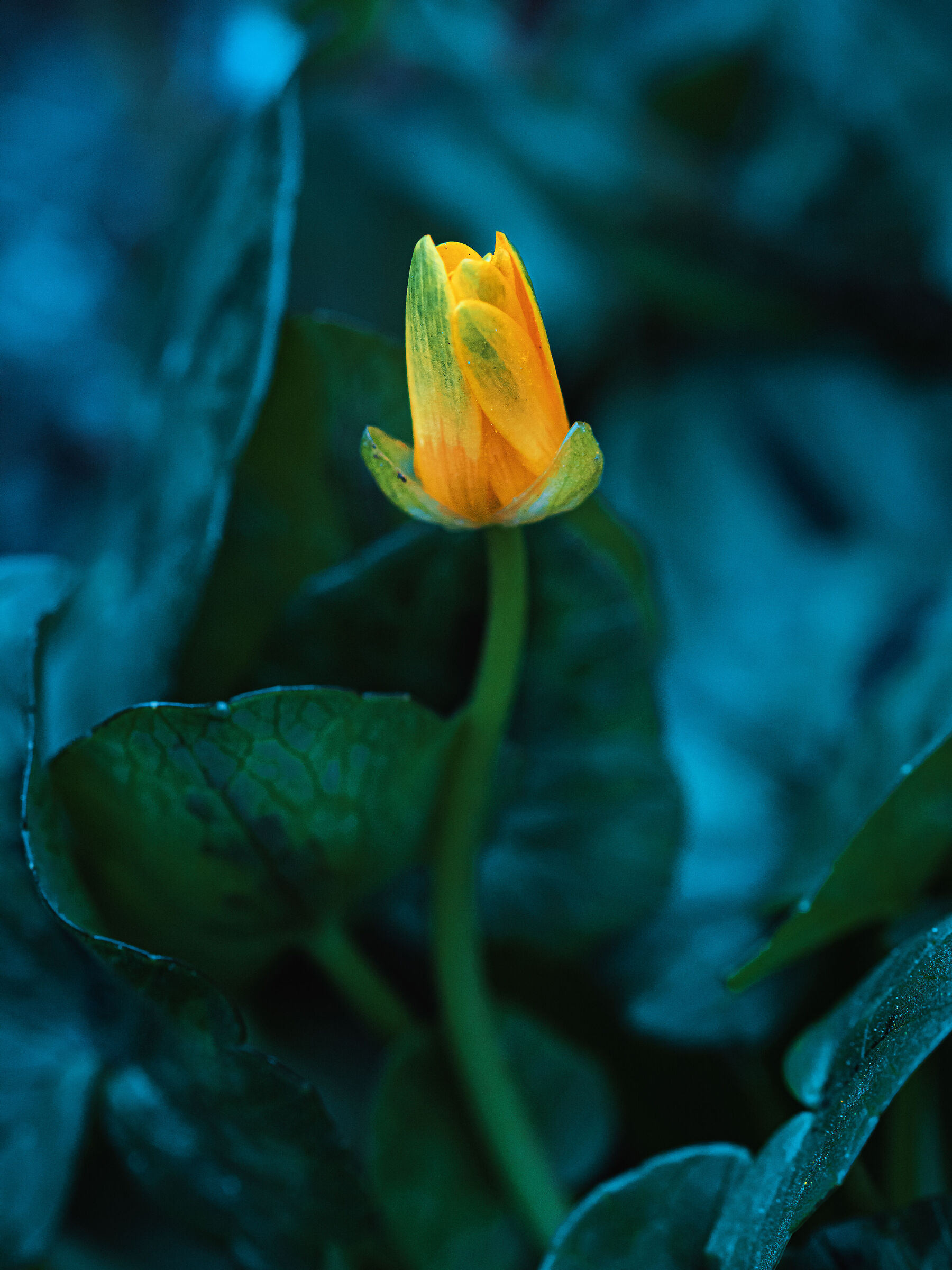 Little flower II