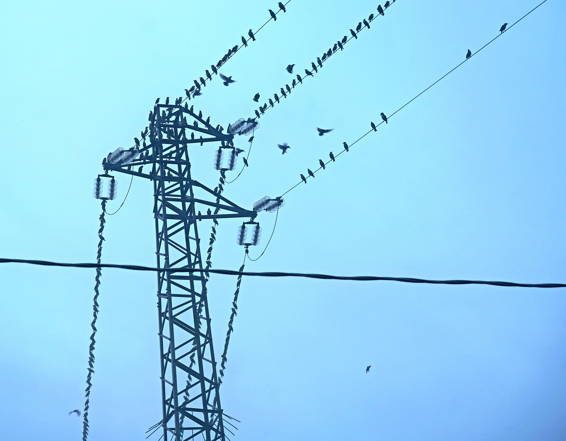 Starlings on the Pò delta