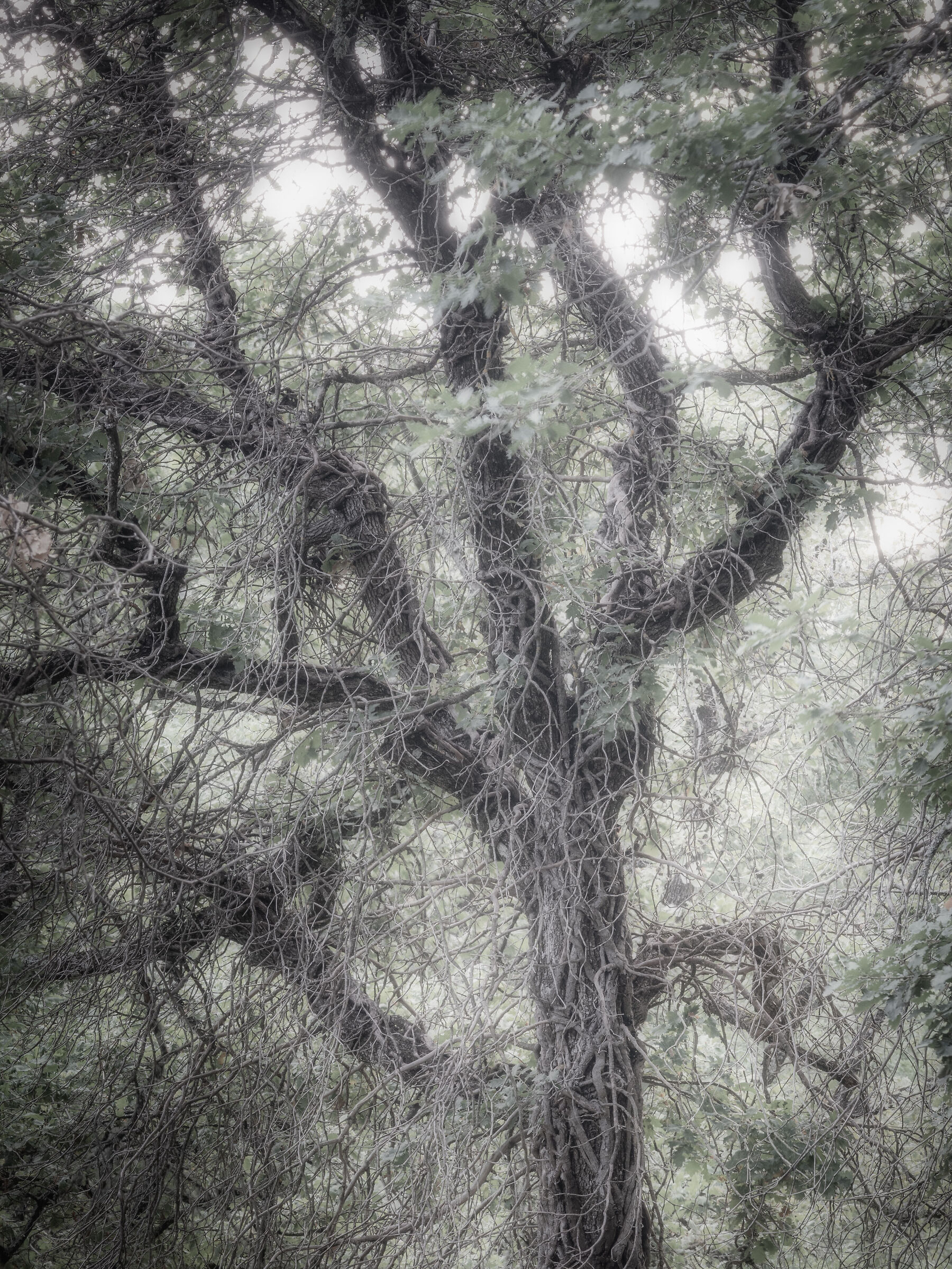 Twisted