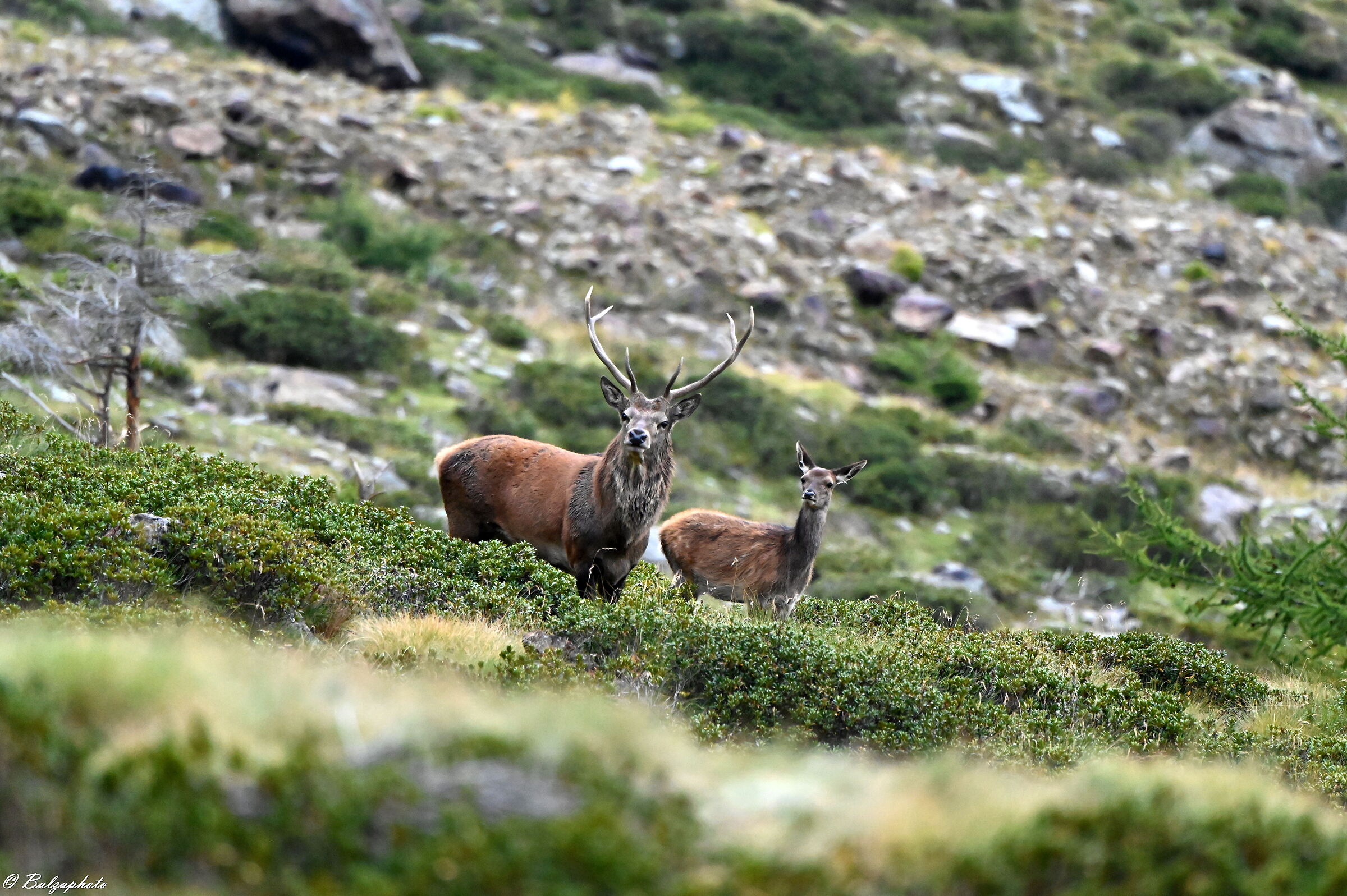 Male deer with little curious