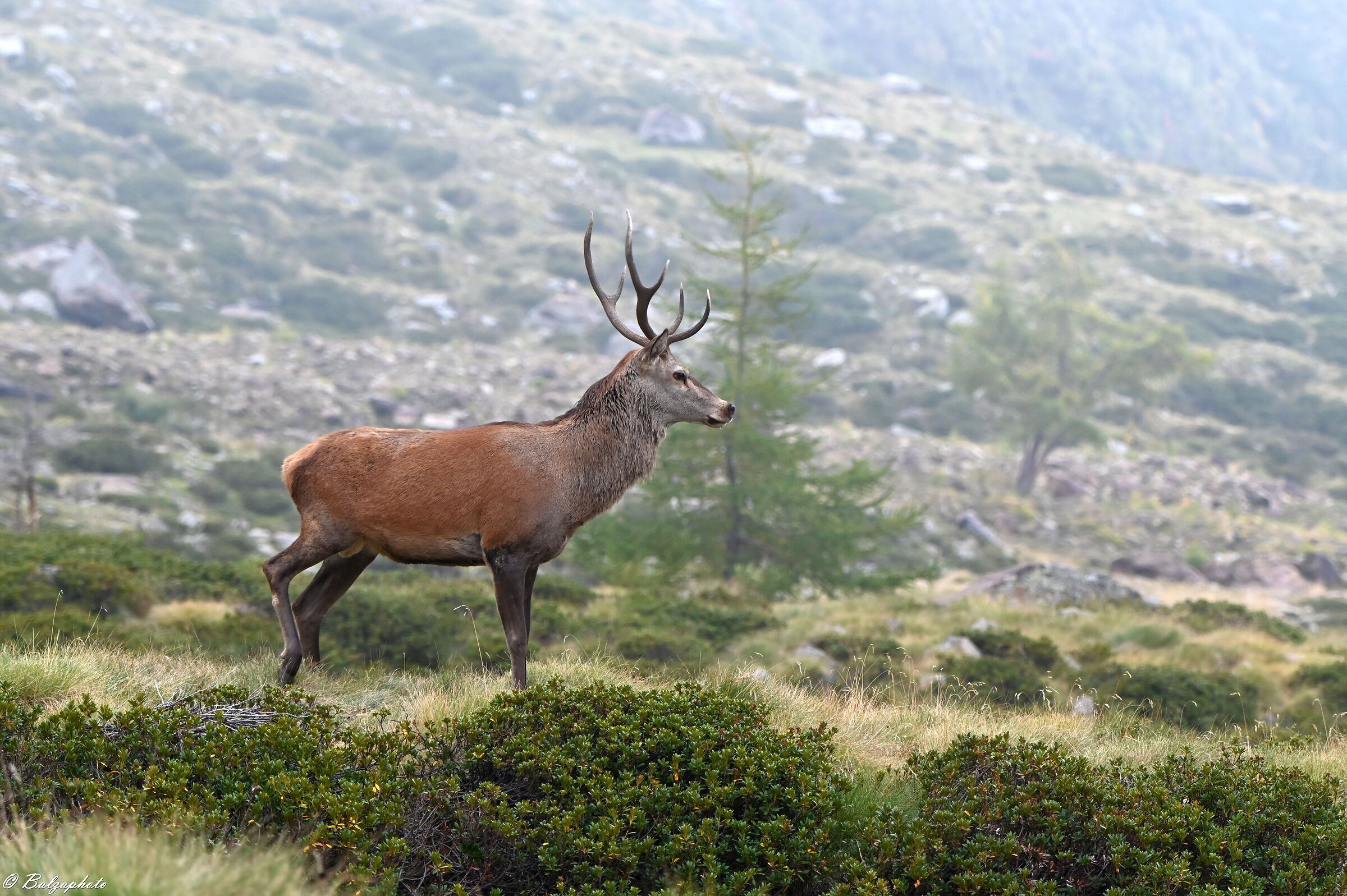 Male deer looking for female companionship