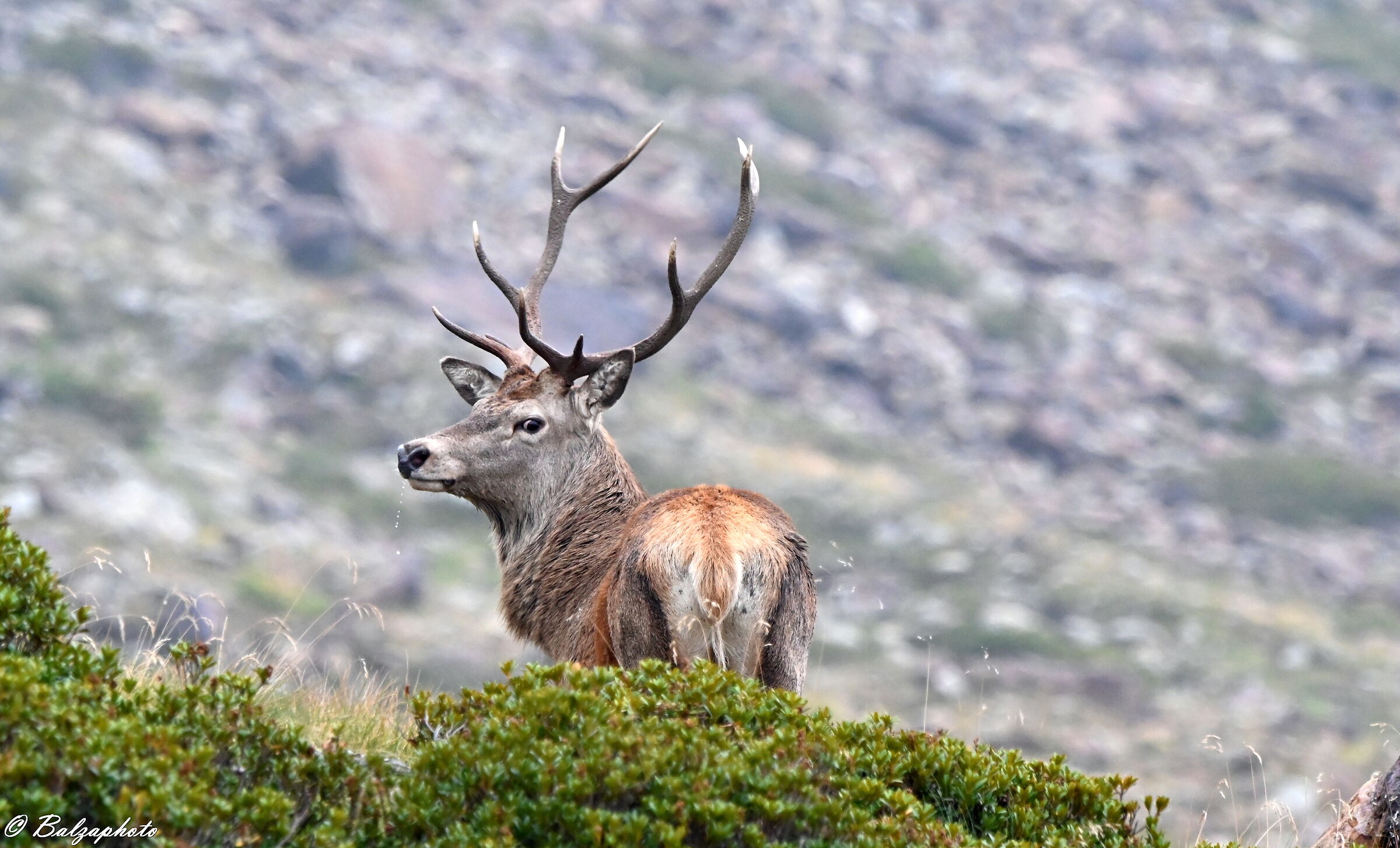 Male deer with droplets