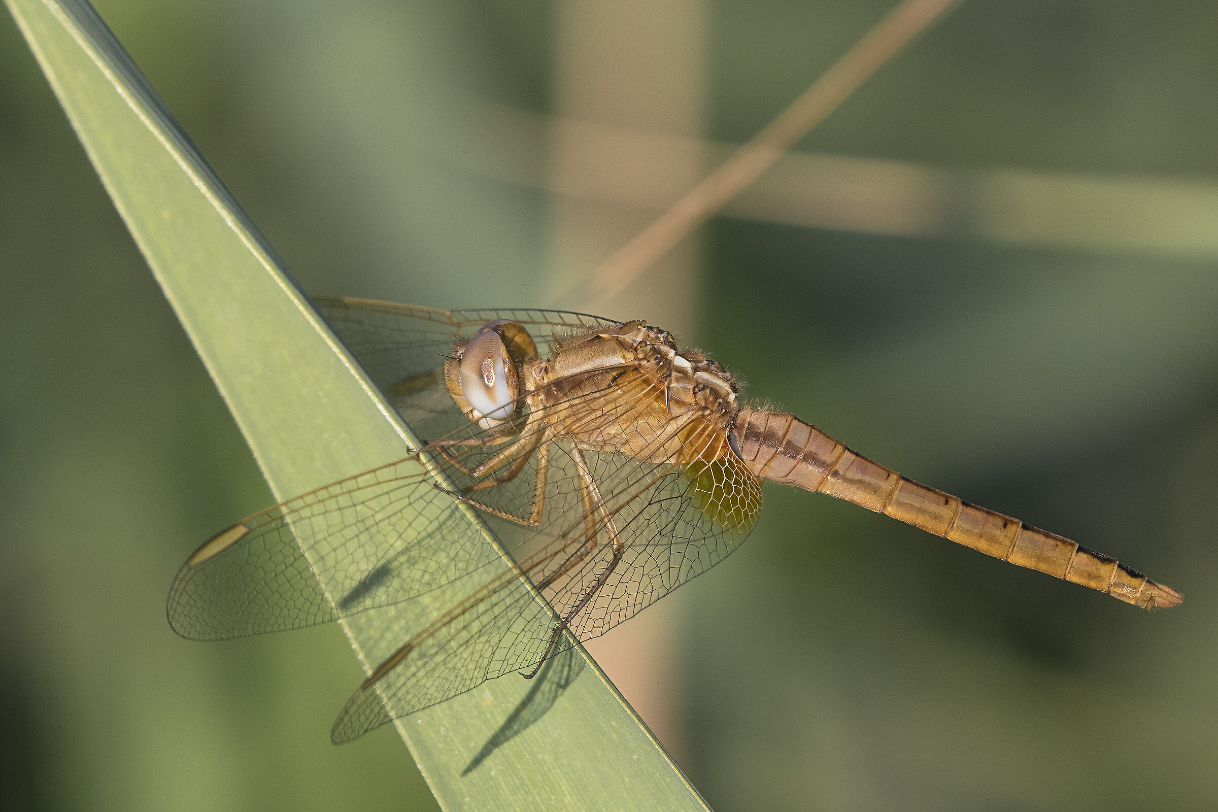 Simpetro sanguineo (Sympetrum sanguineum) femmina
