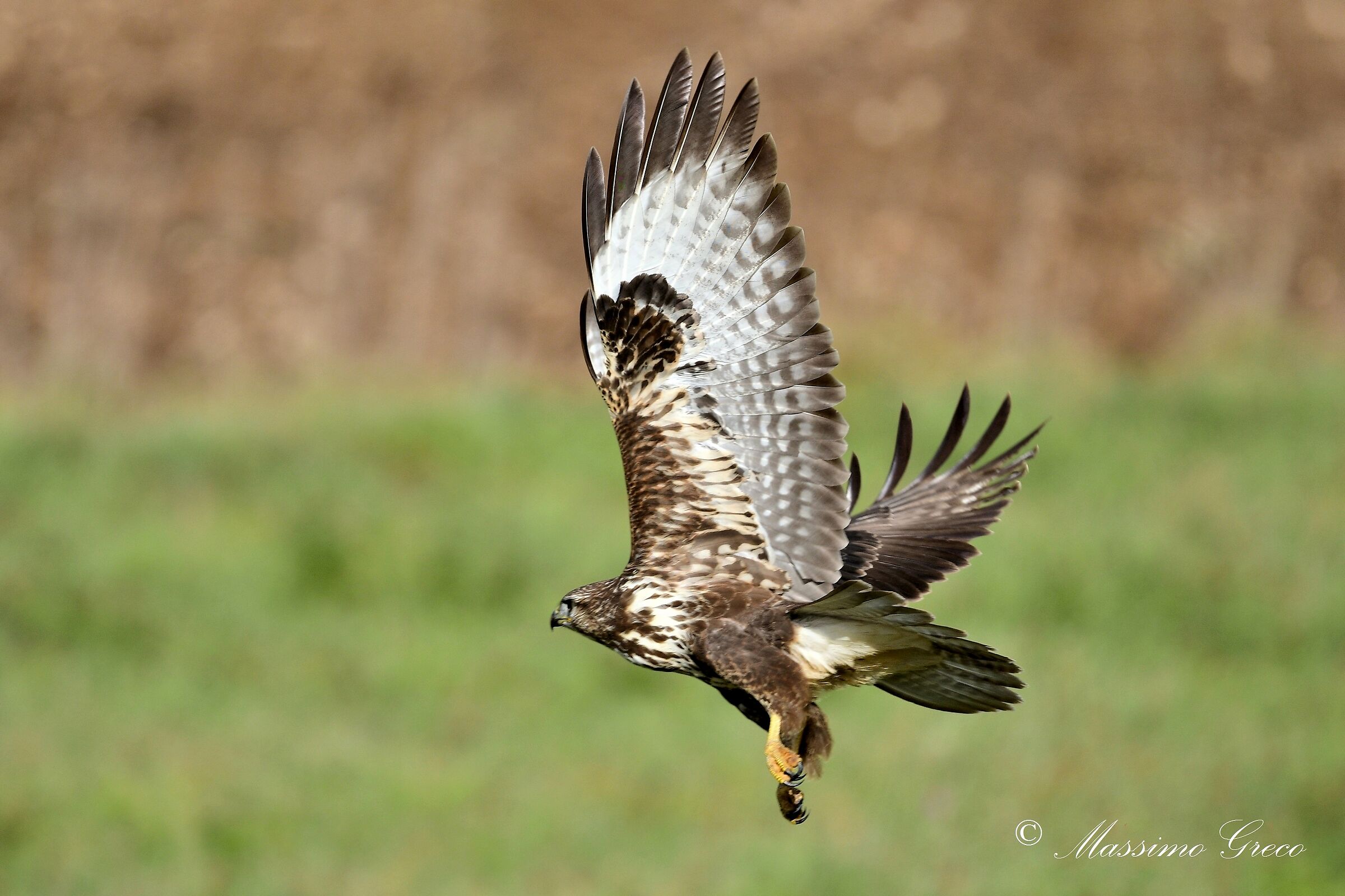 Poiana comune (Buteo buteo)