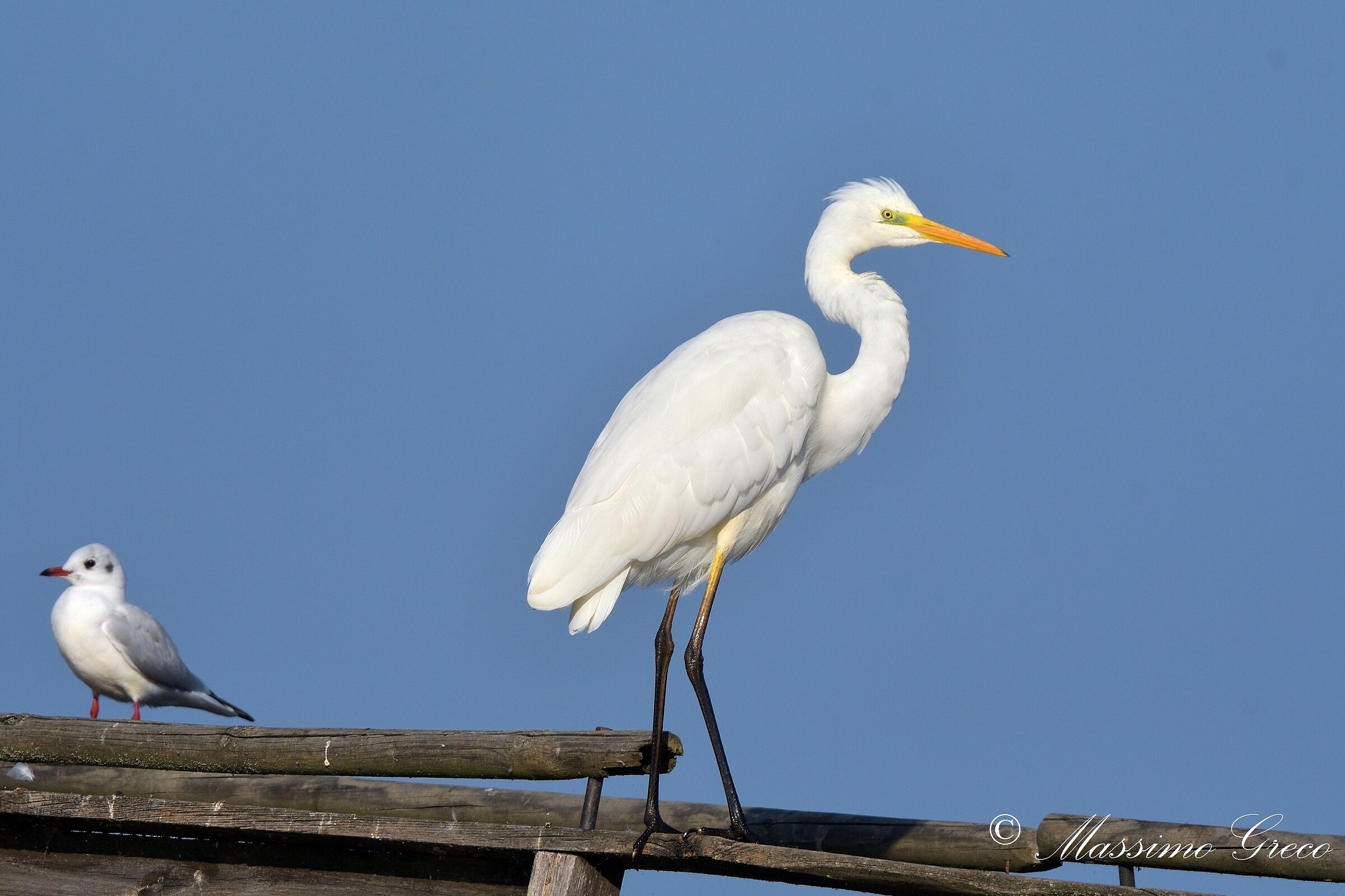 Great white heron