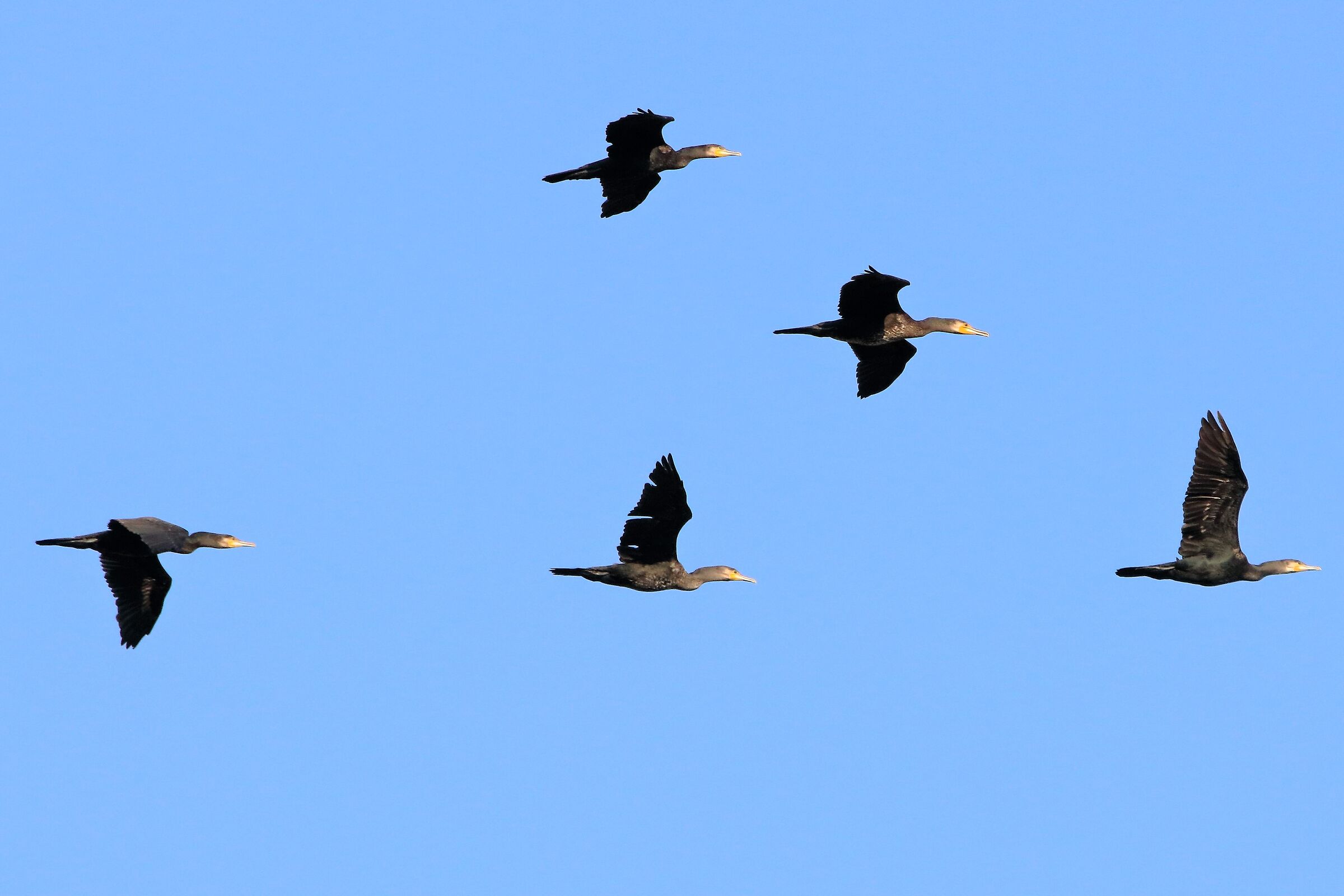 cormorants in flight