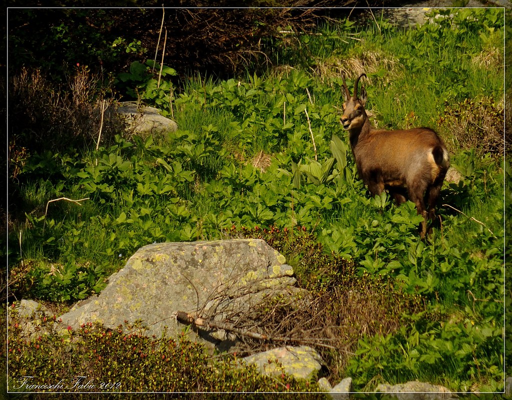Bel maschio di camoscio!