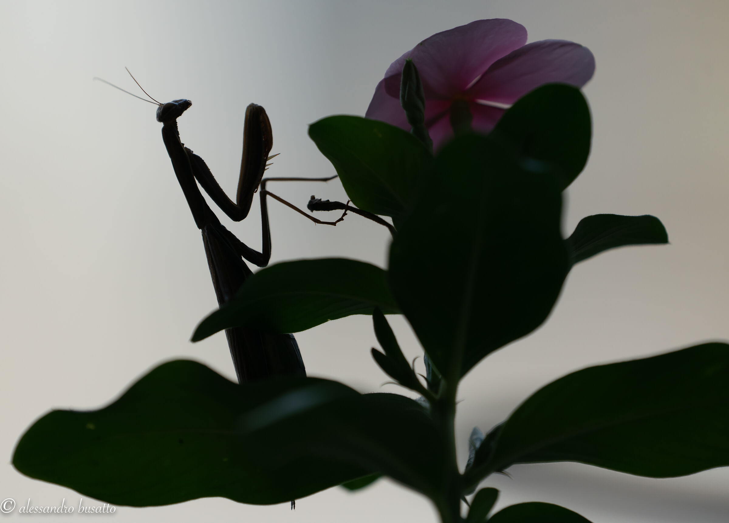 Mantide in controluce