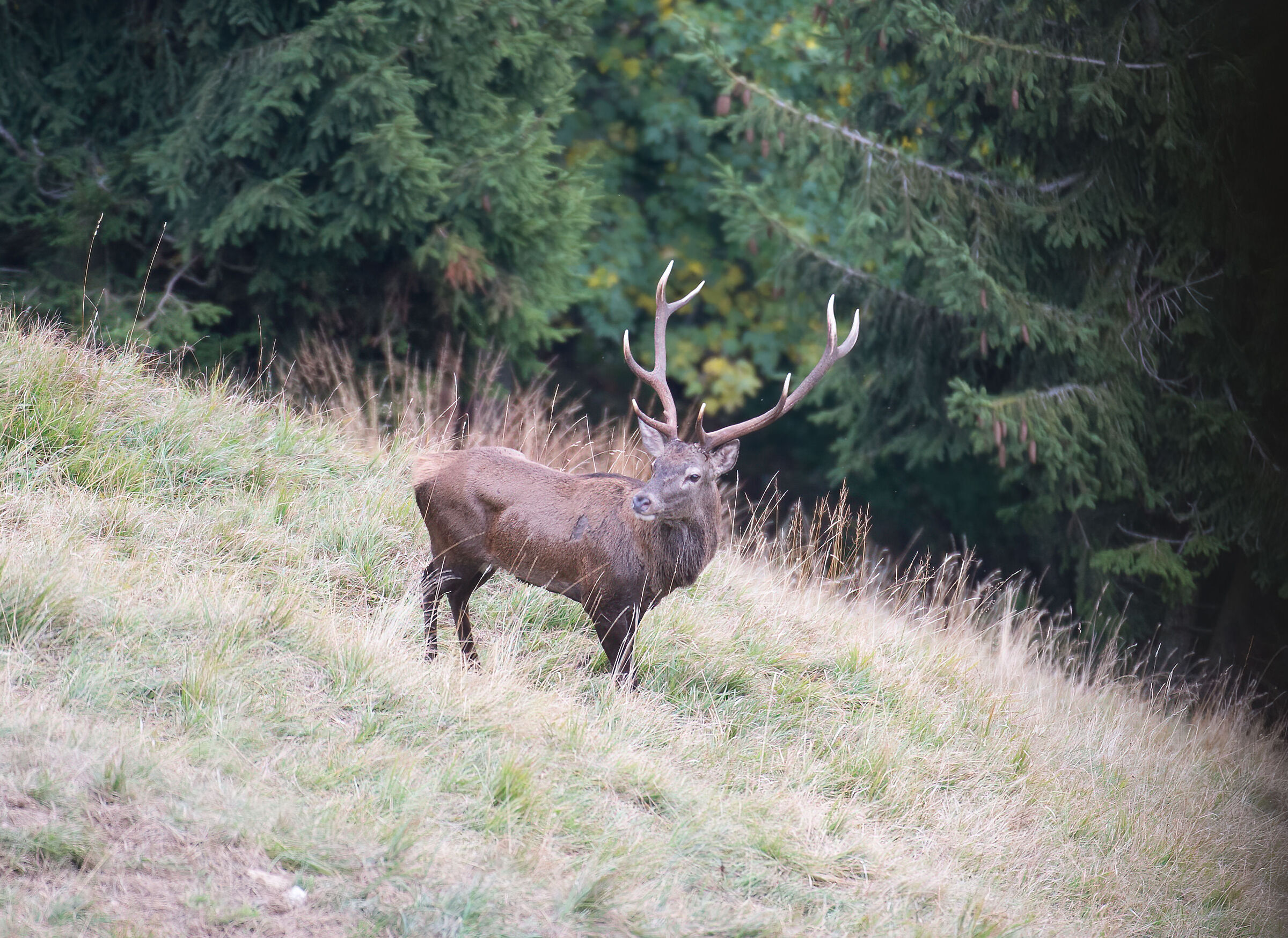 Cervo uscito dal bosco