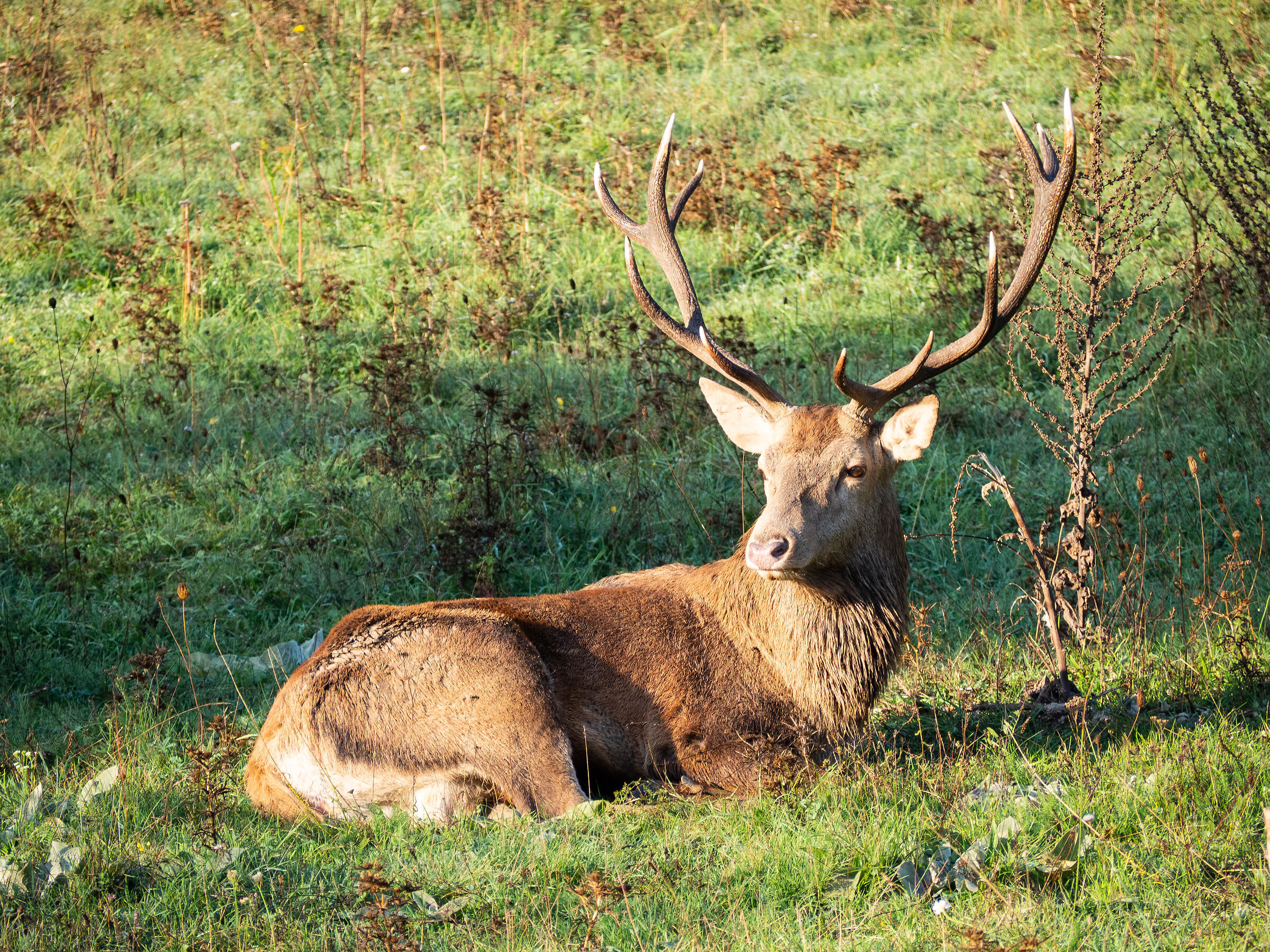 Deer on Lake Barrea