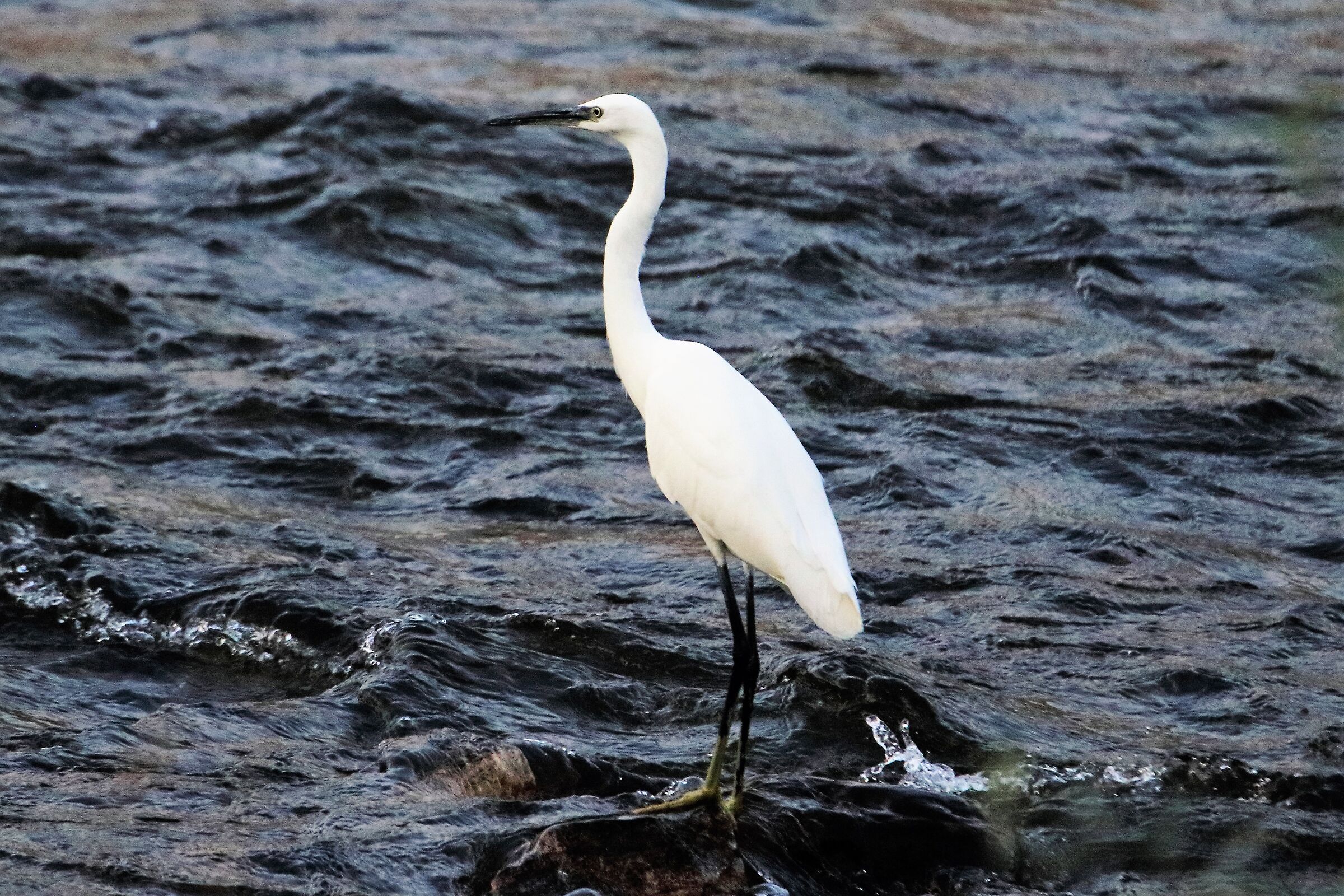 egret