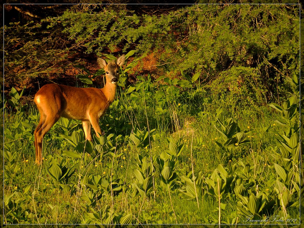 Giovane capriolo!