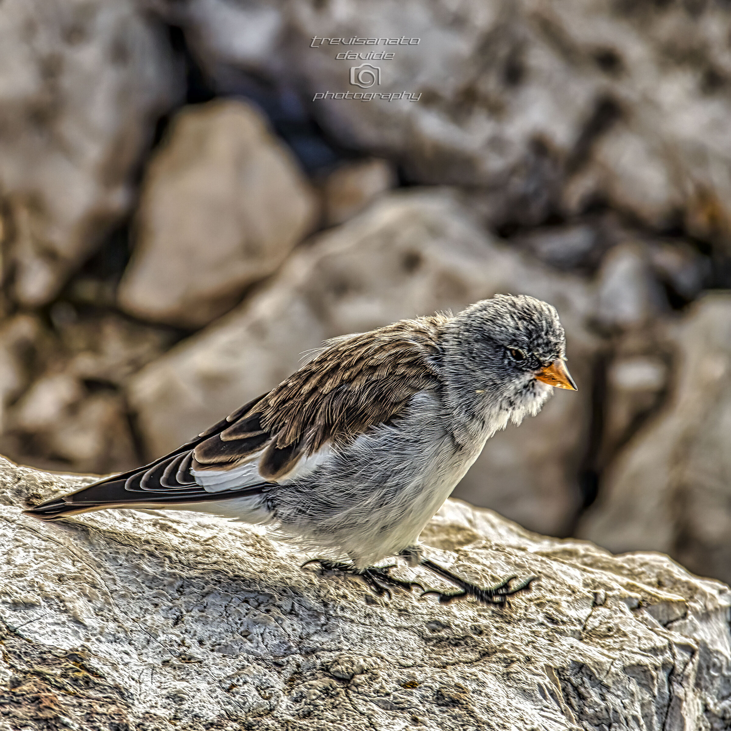 Mountain Sparrow
