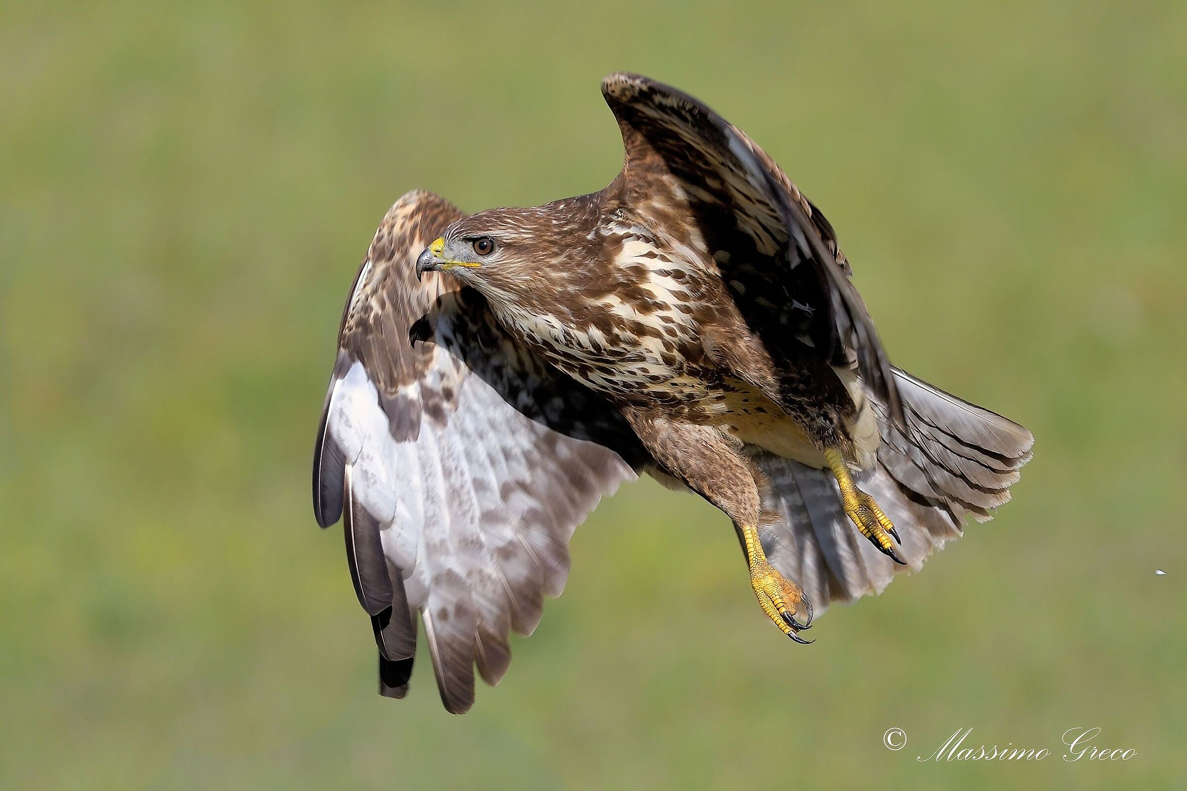 Poiana comune (Buteo buteo)
