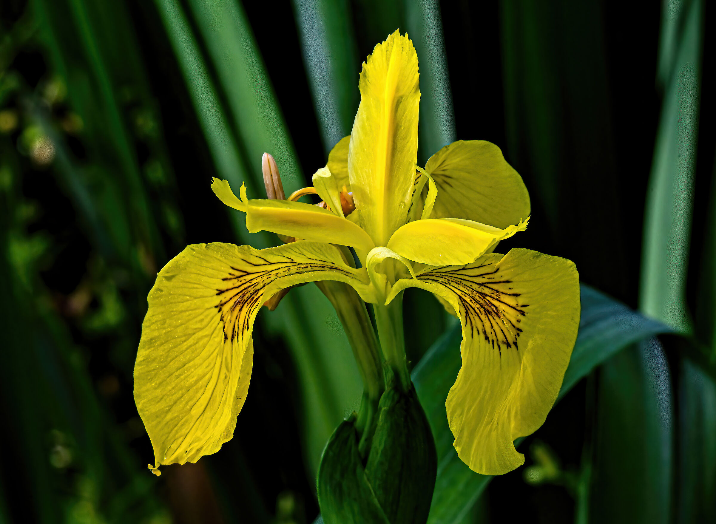 Iris pseudacorus