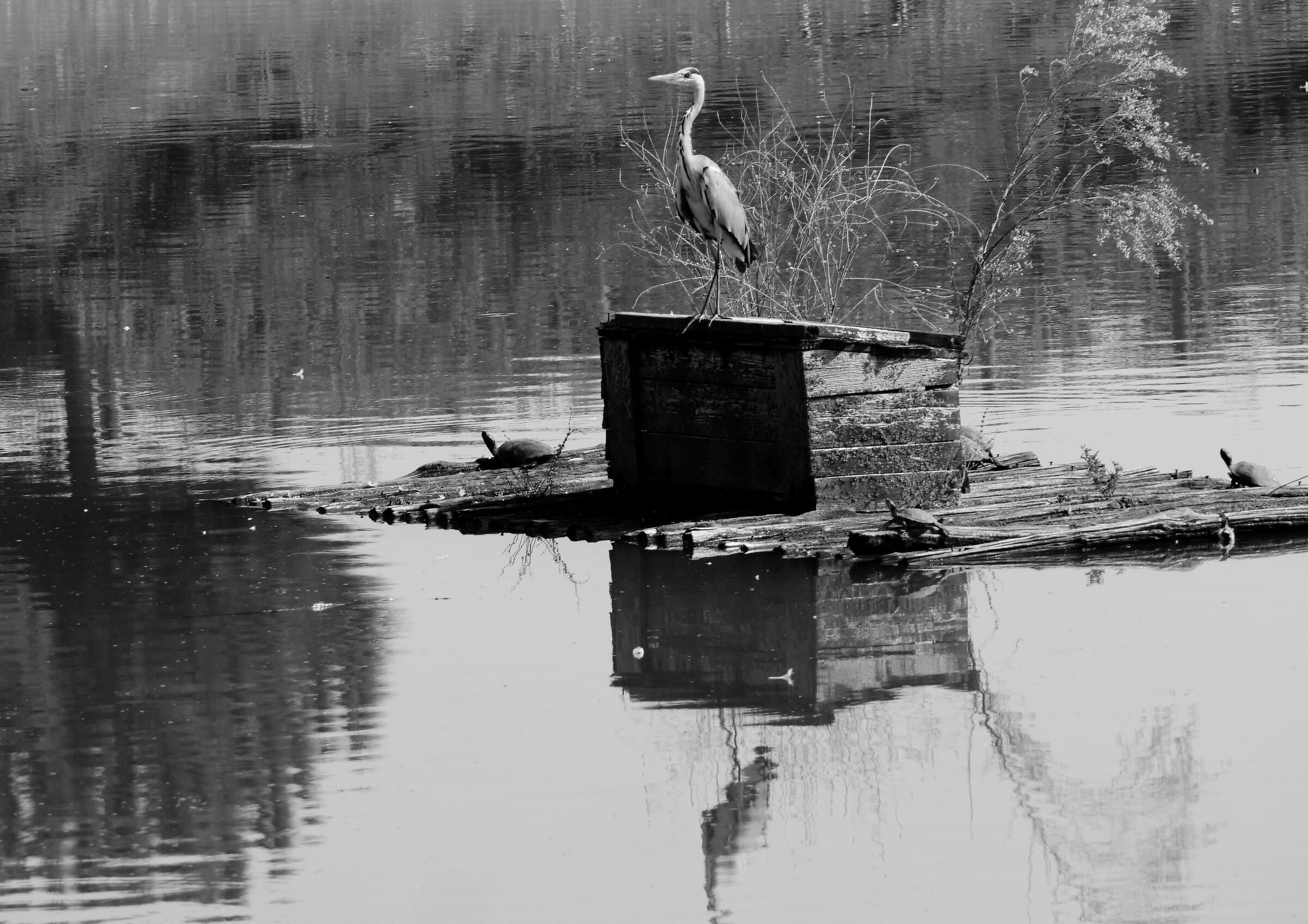 . . . the guardian of the turtles ...
