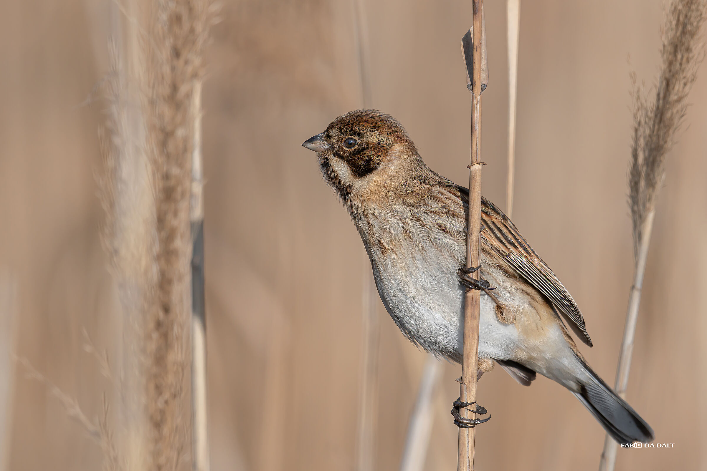 Migliarino di Palude