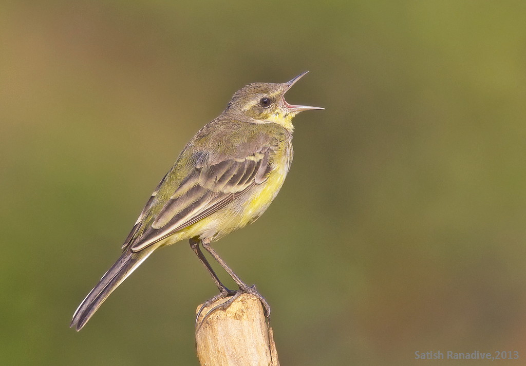 Yellow Wagtail.