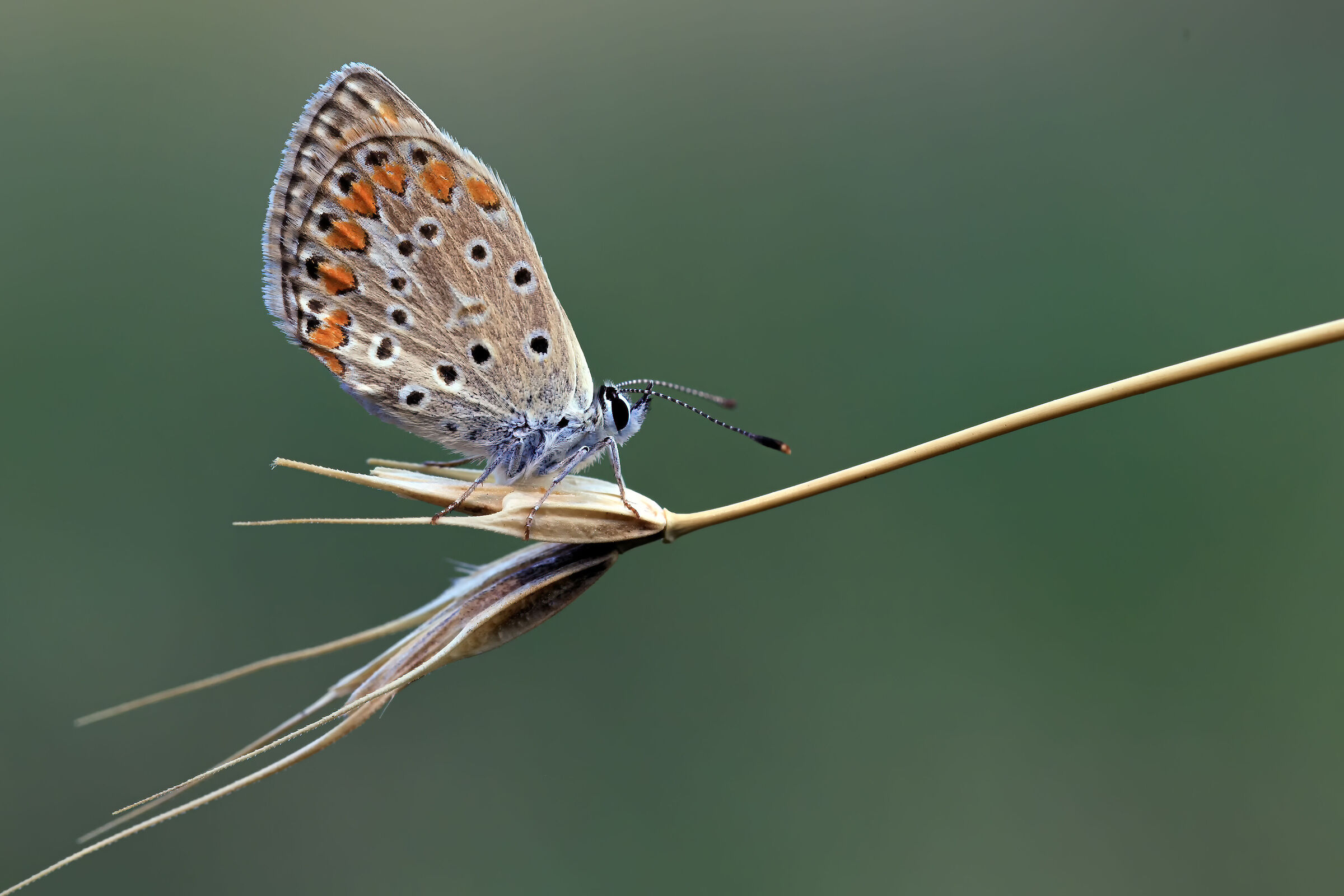 Polyommatus icarus