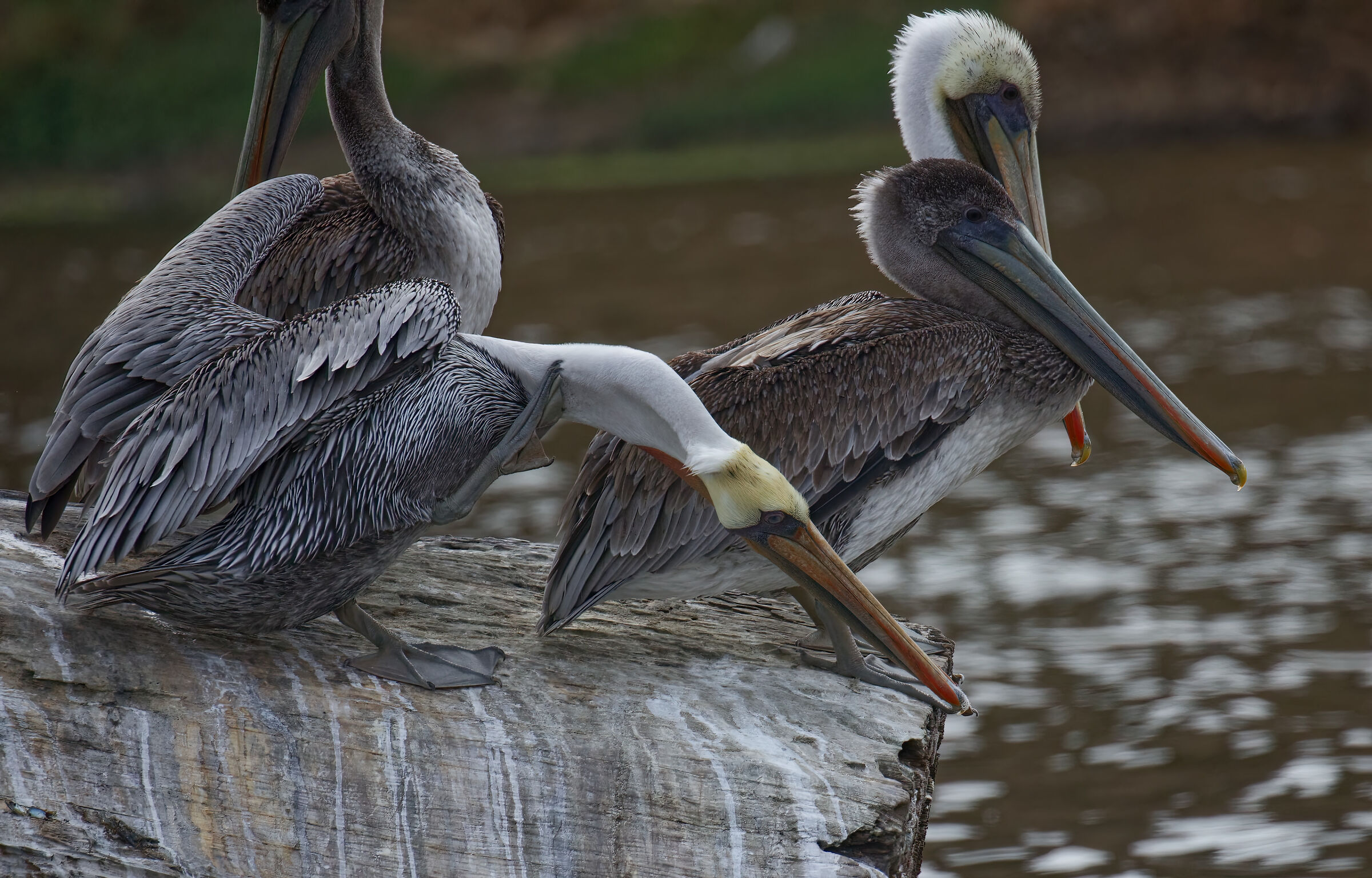 Pelicanian Gymnastics