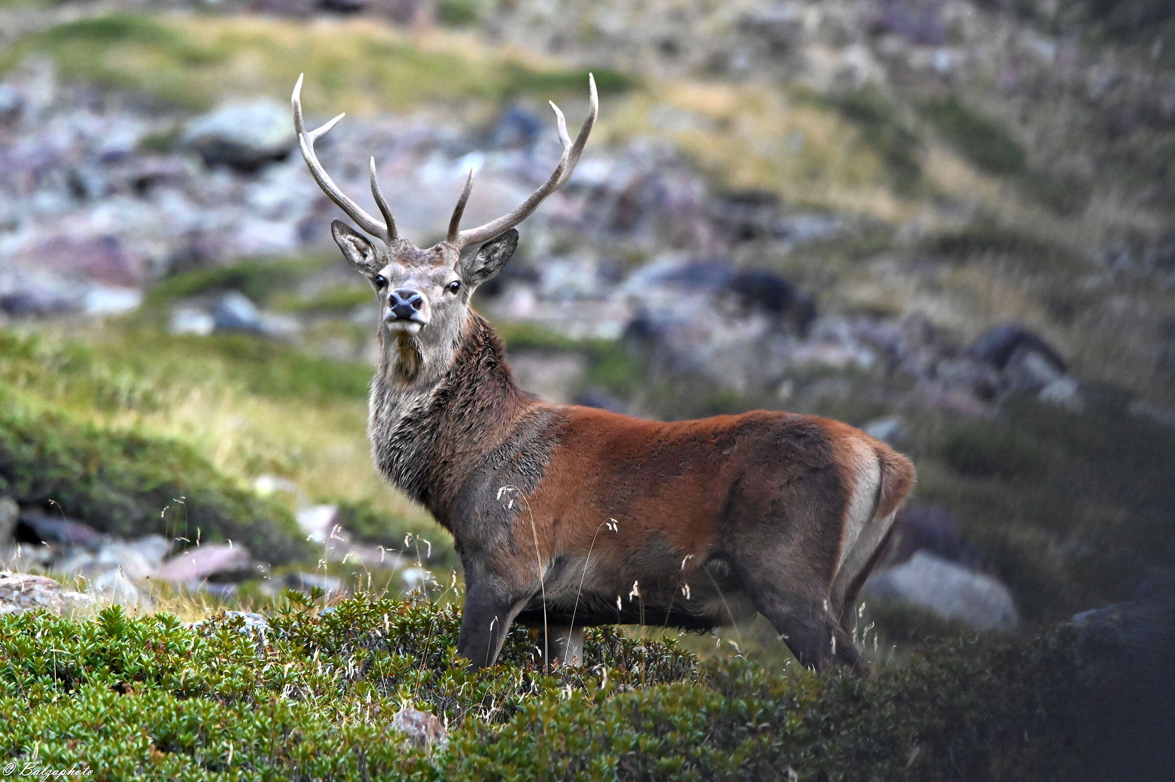 Male deer ready for photo