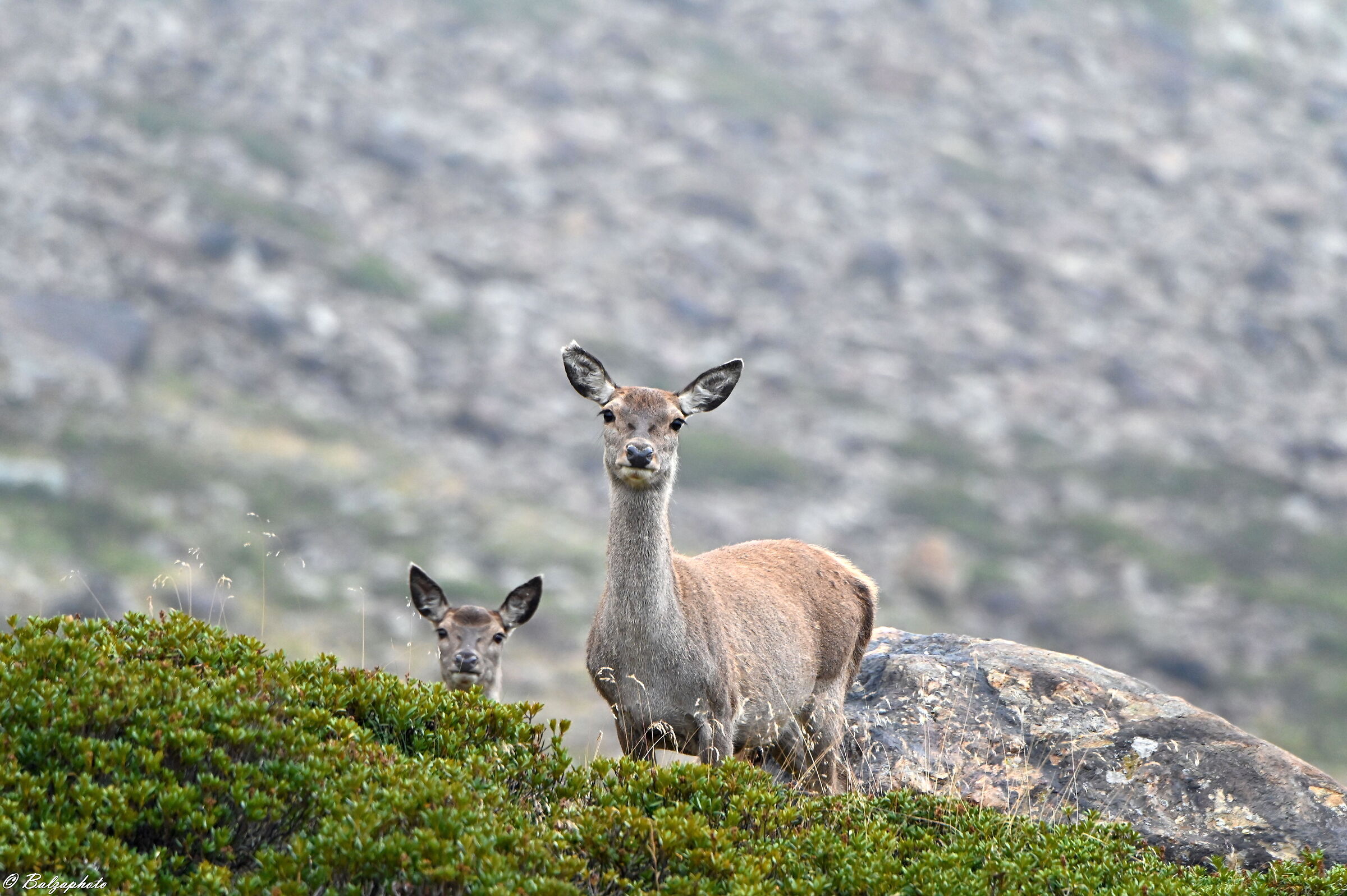 Female deer with curious little