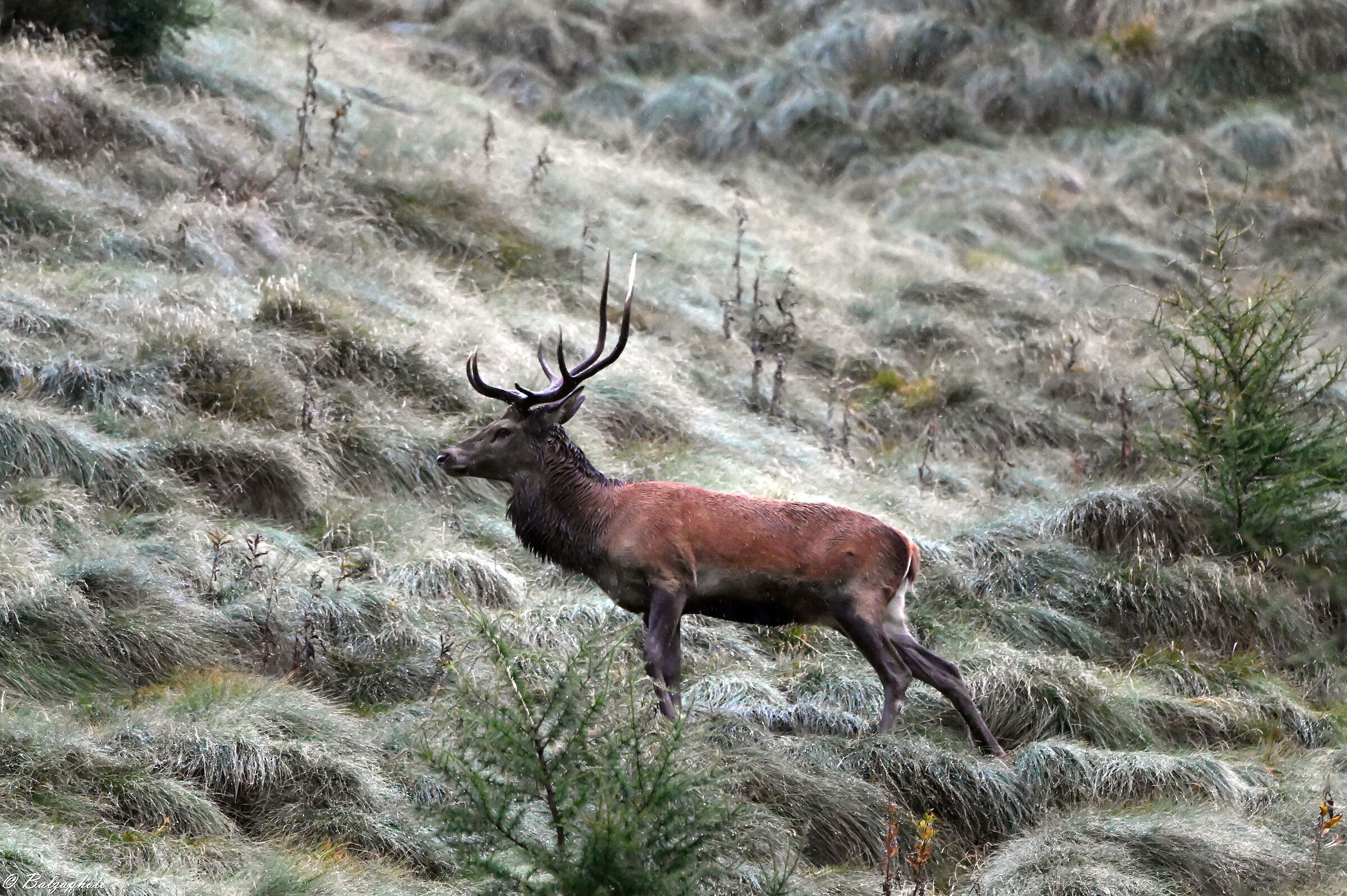 male deer during a light drizzle