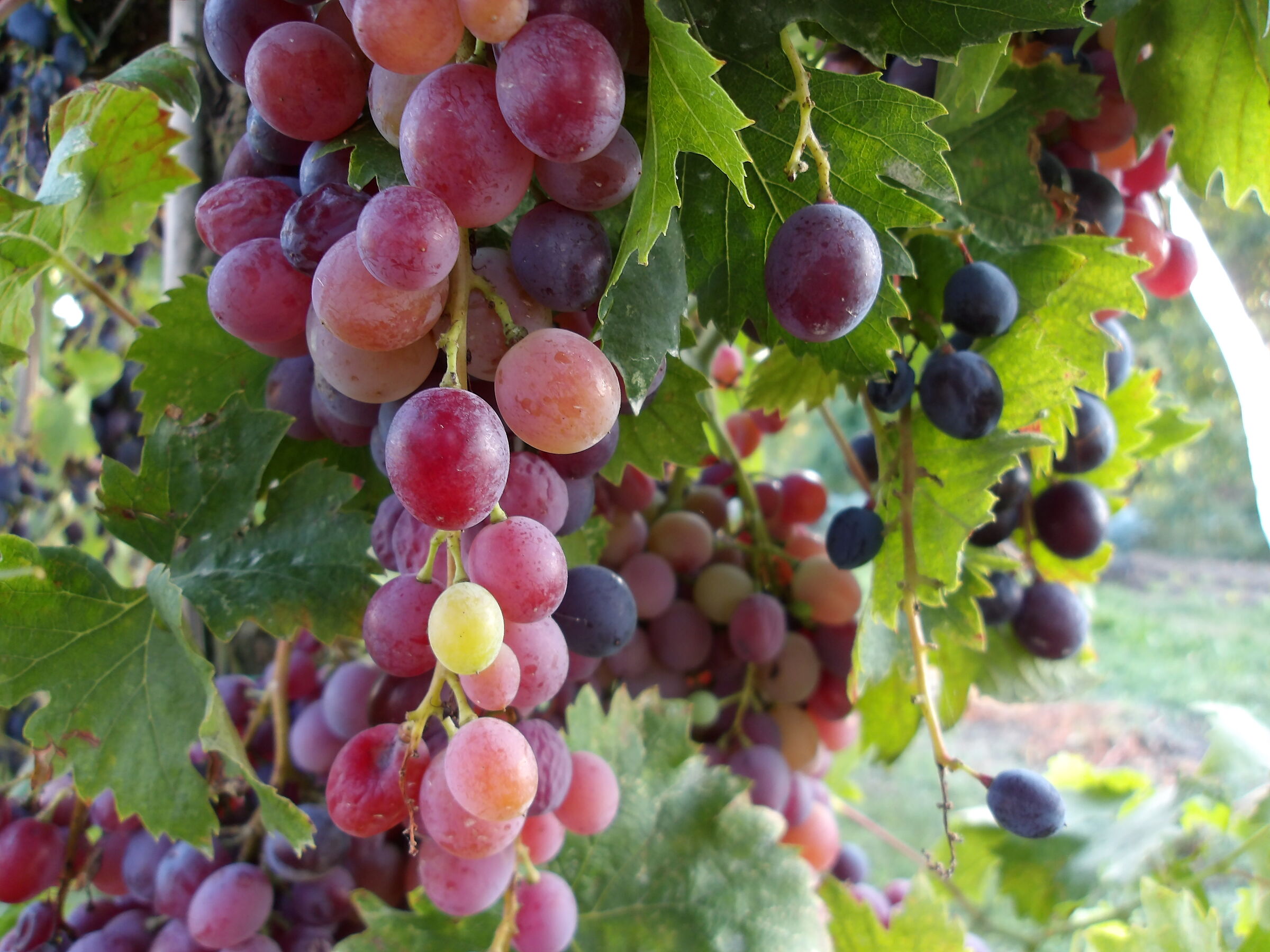 50 shades of grapevine