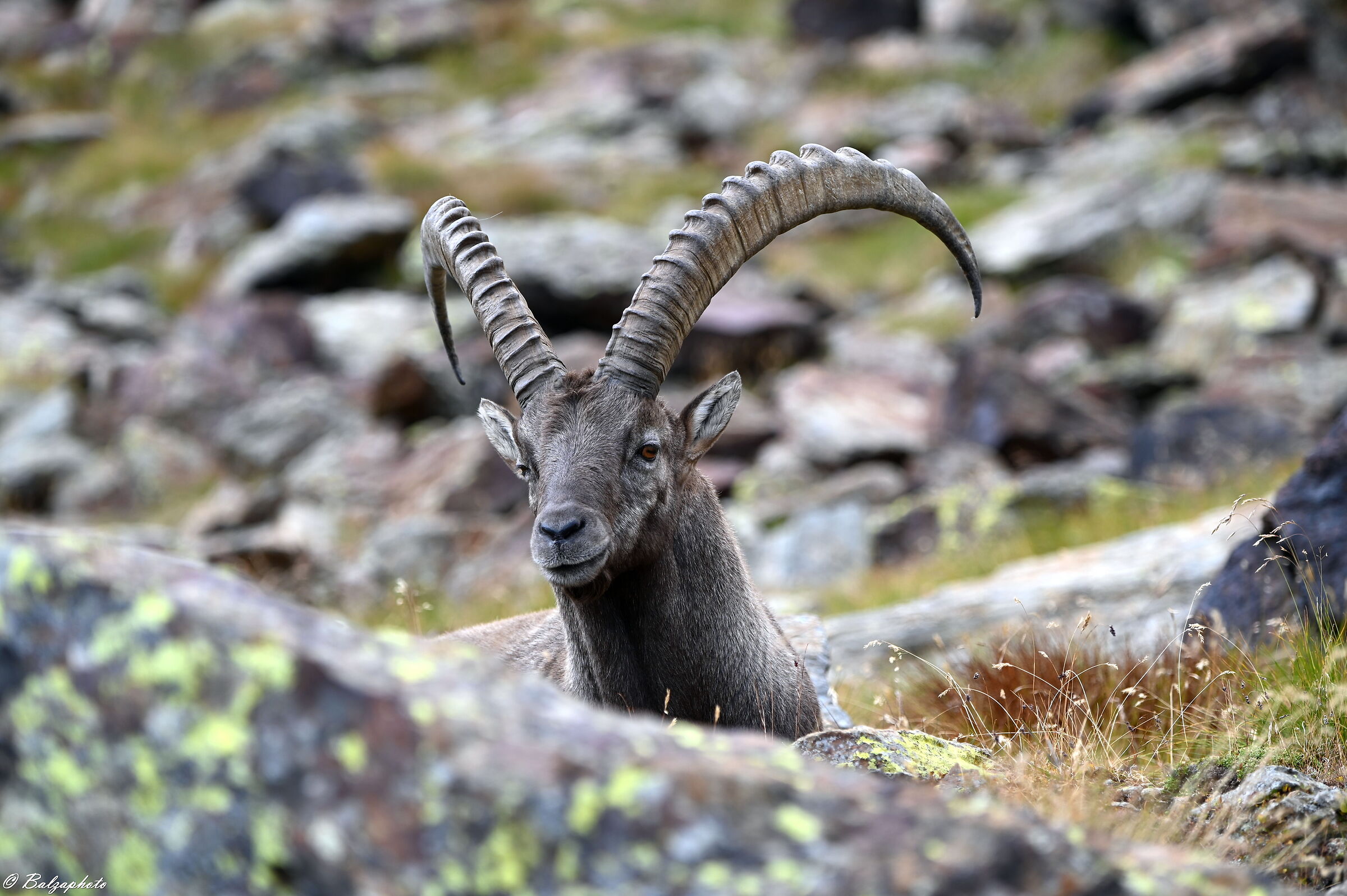Che hai da guardare, fotografami bene per favore