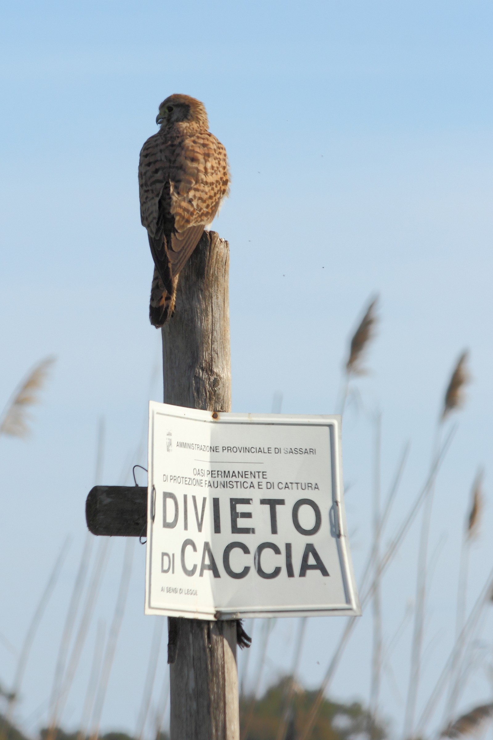 Gheppio erbivoro o trasgressore