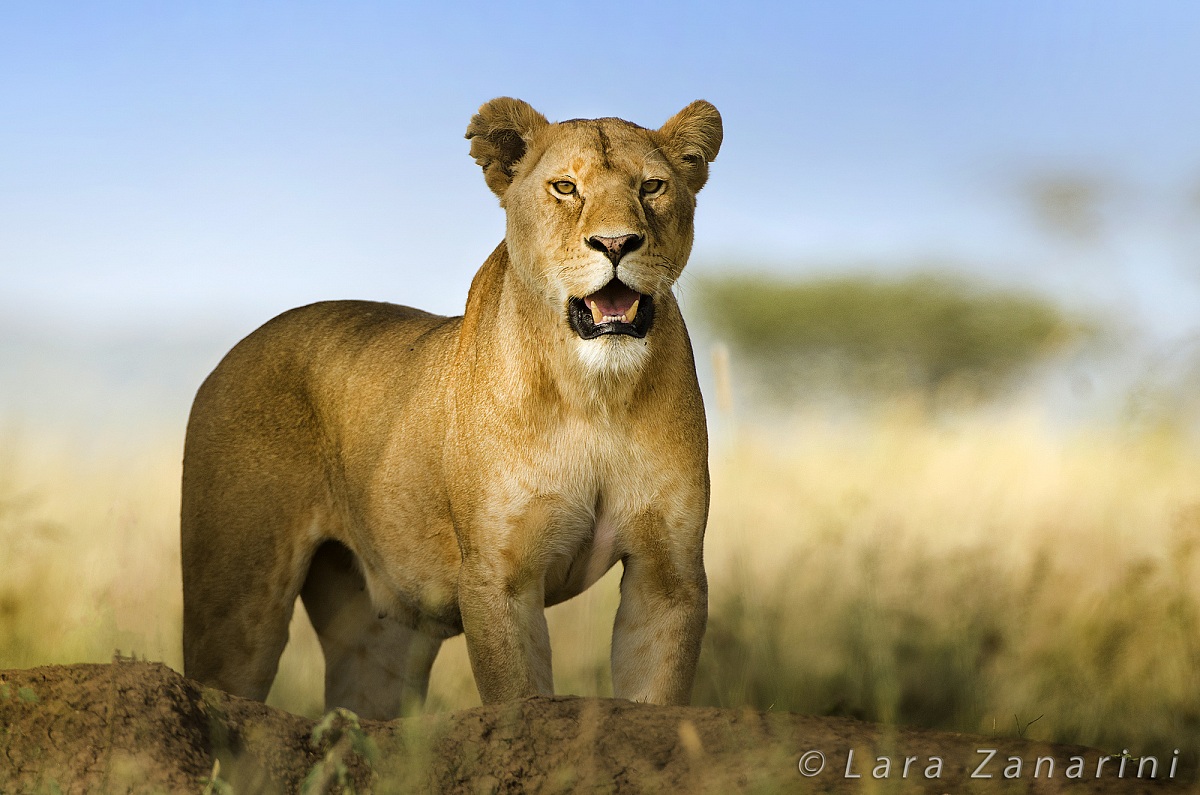 The queen of the savannah