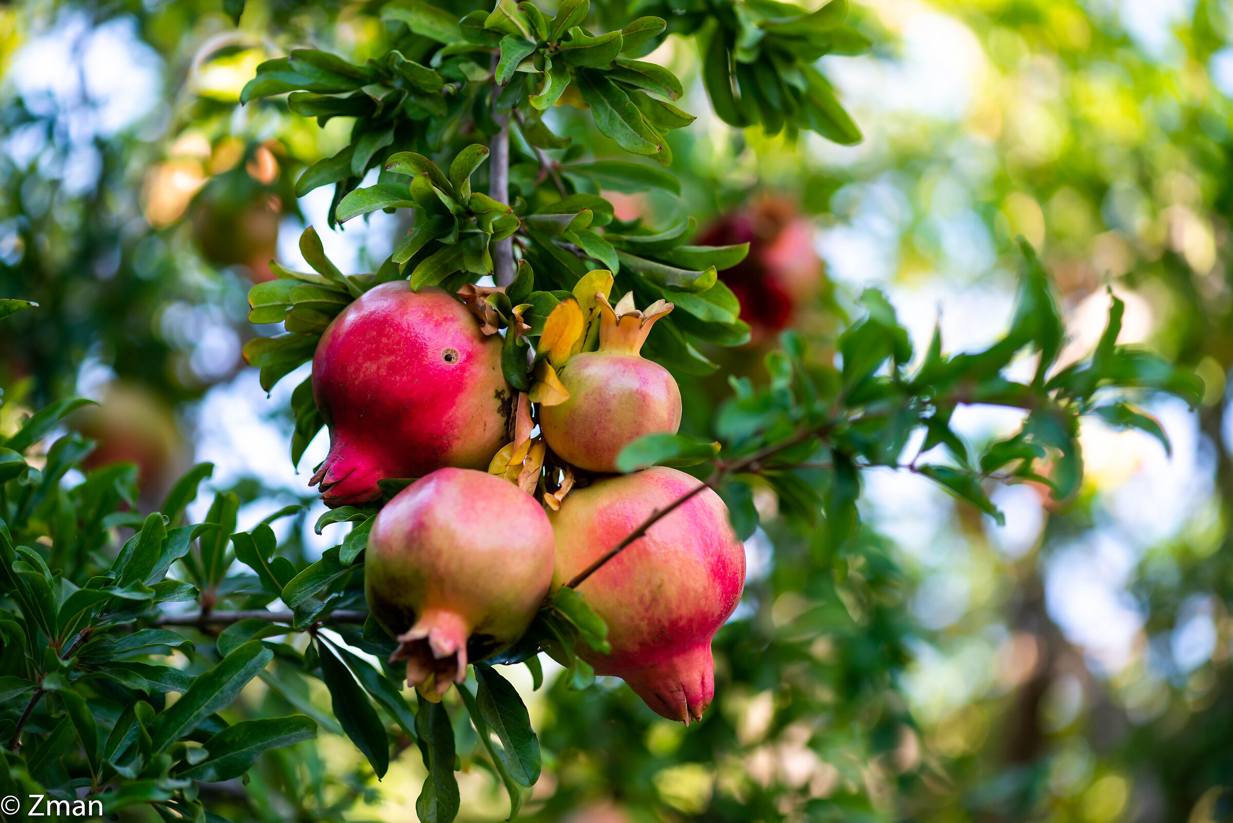 Pomegranate
