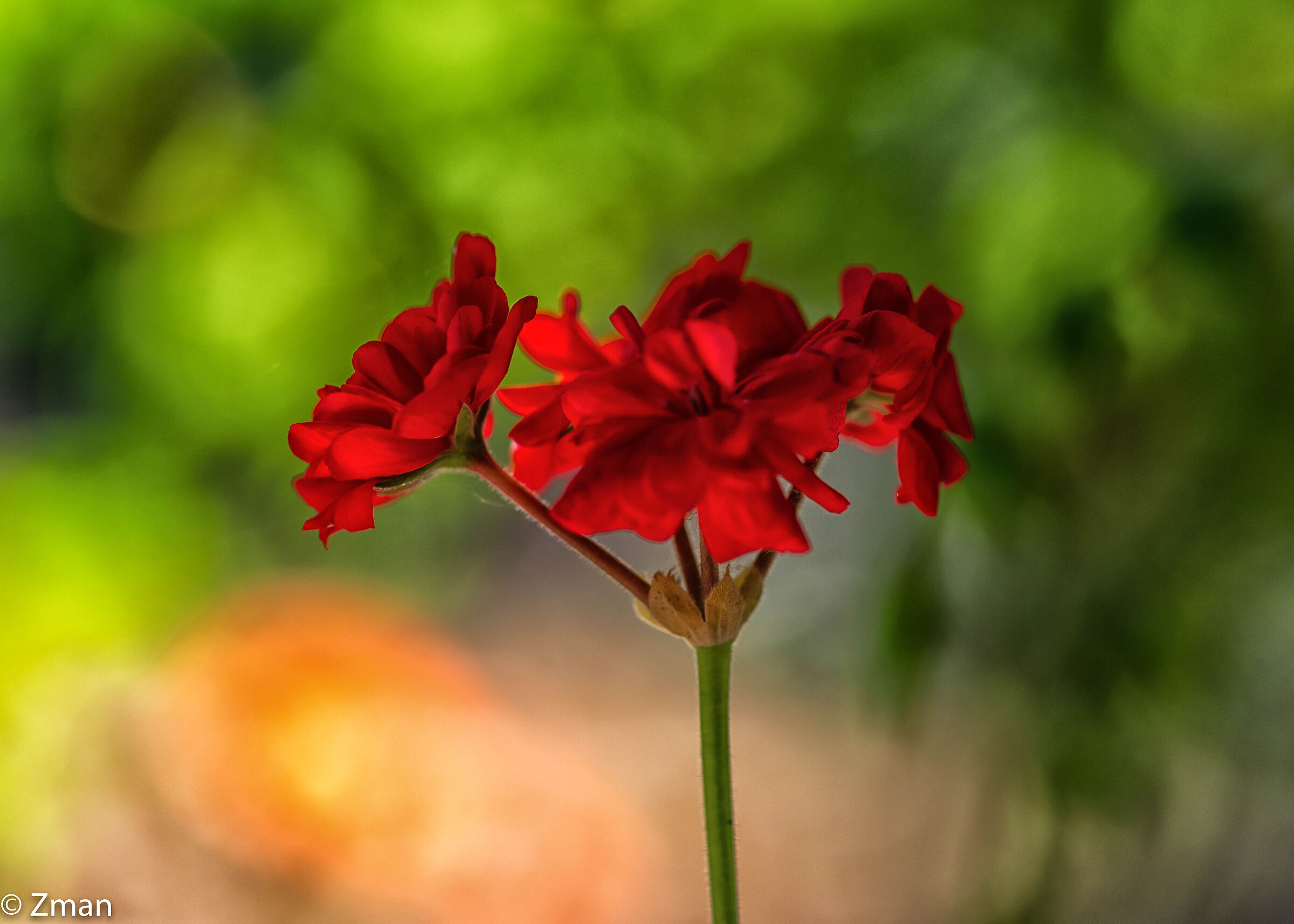 Royal Red Flowers