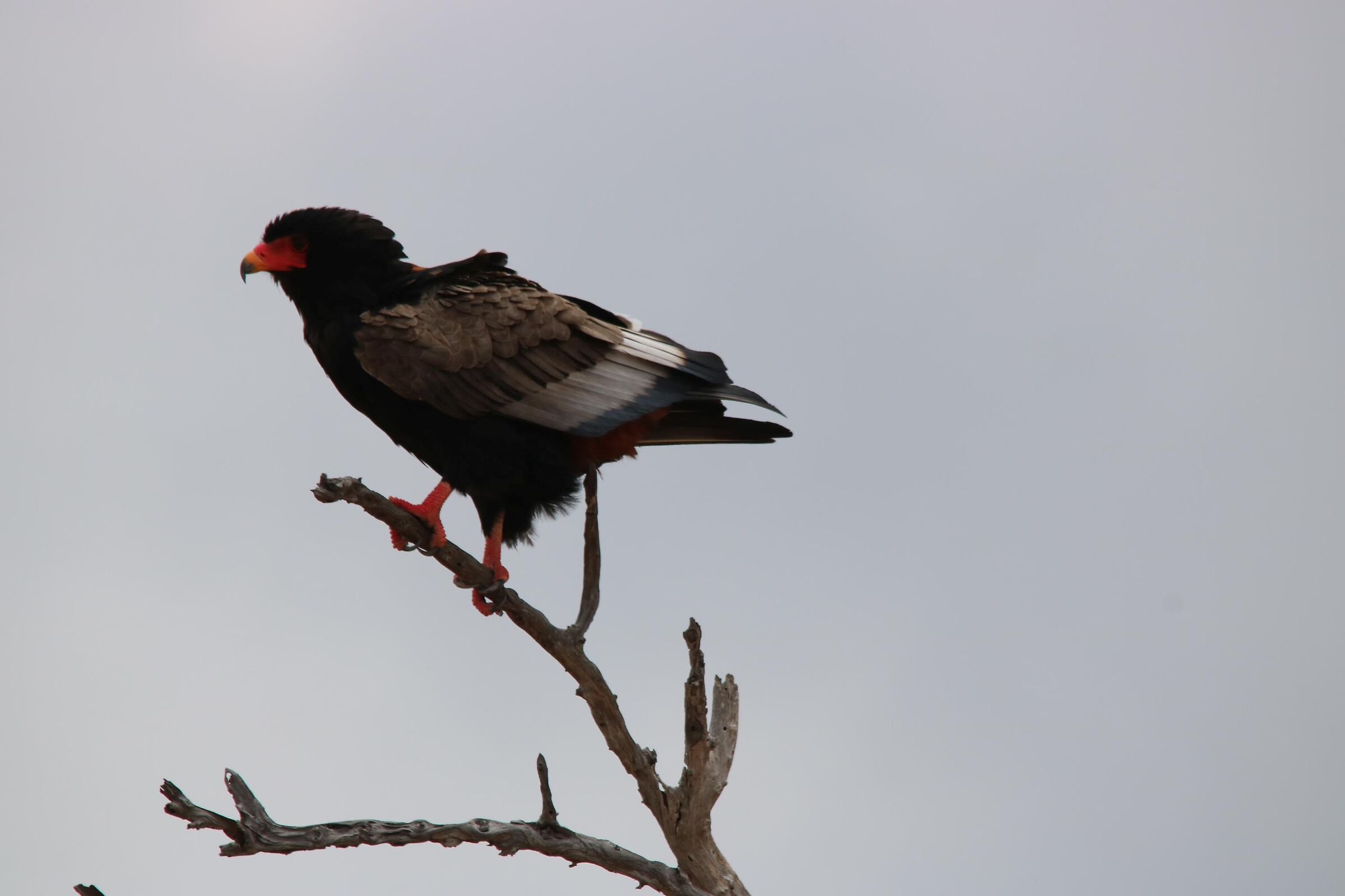 Bateleur