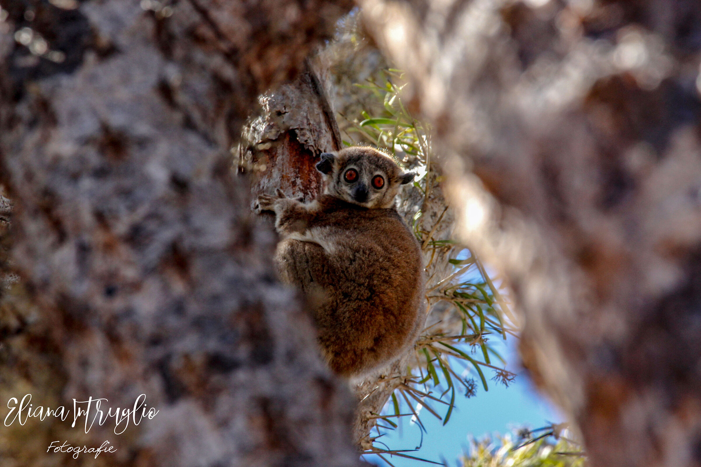 Among the fronds of trees