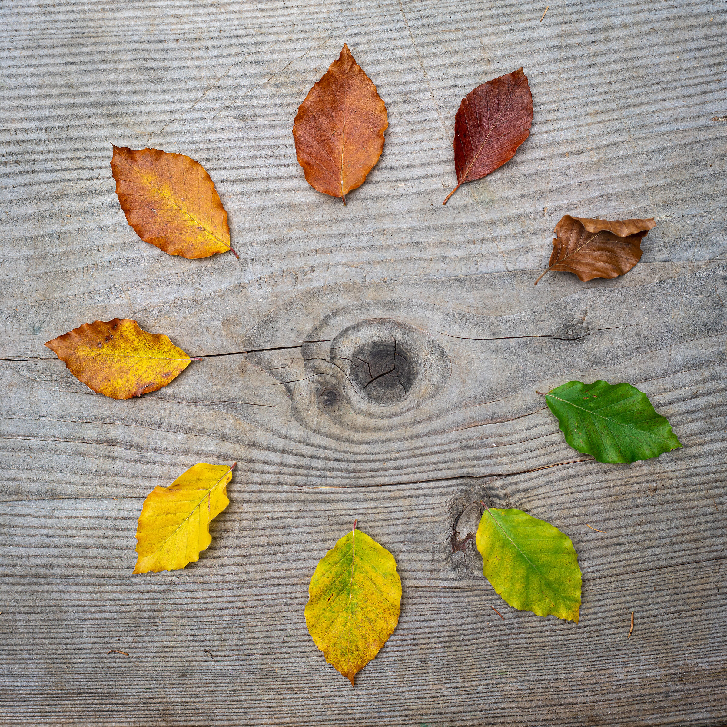 The breath of the forest