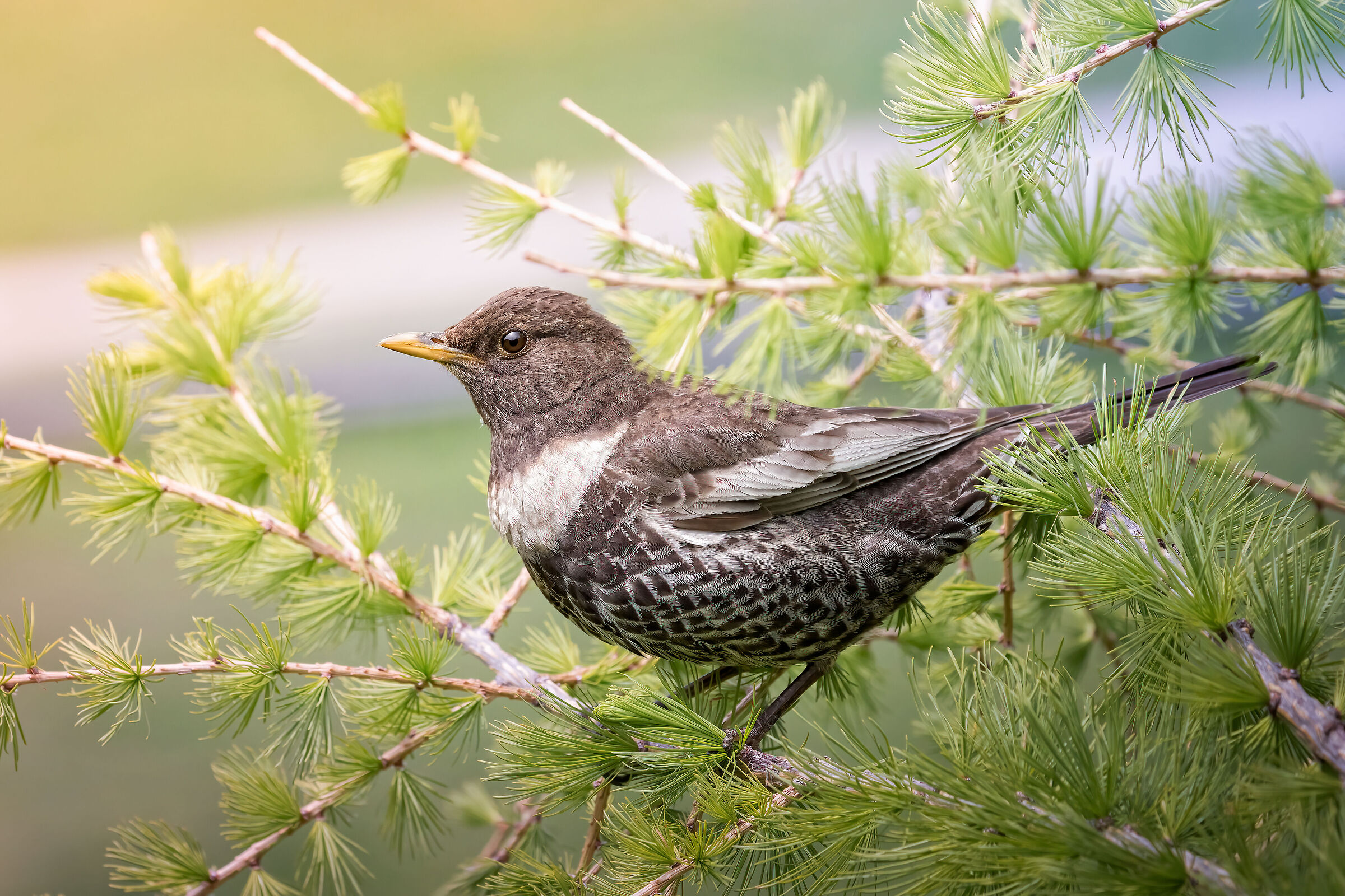 Proud of the canute collar