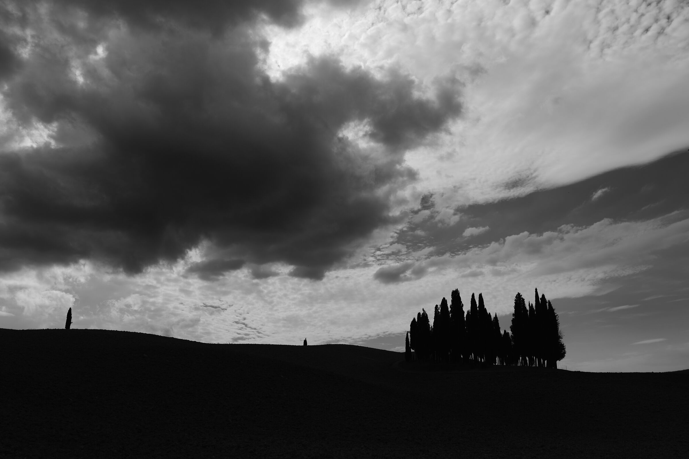 Cipressi di San Quirico d'Orcia
