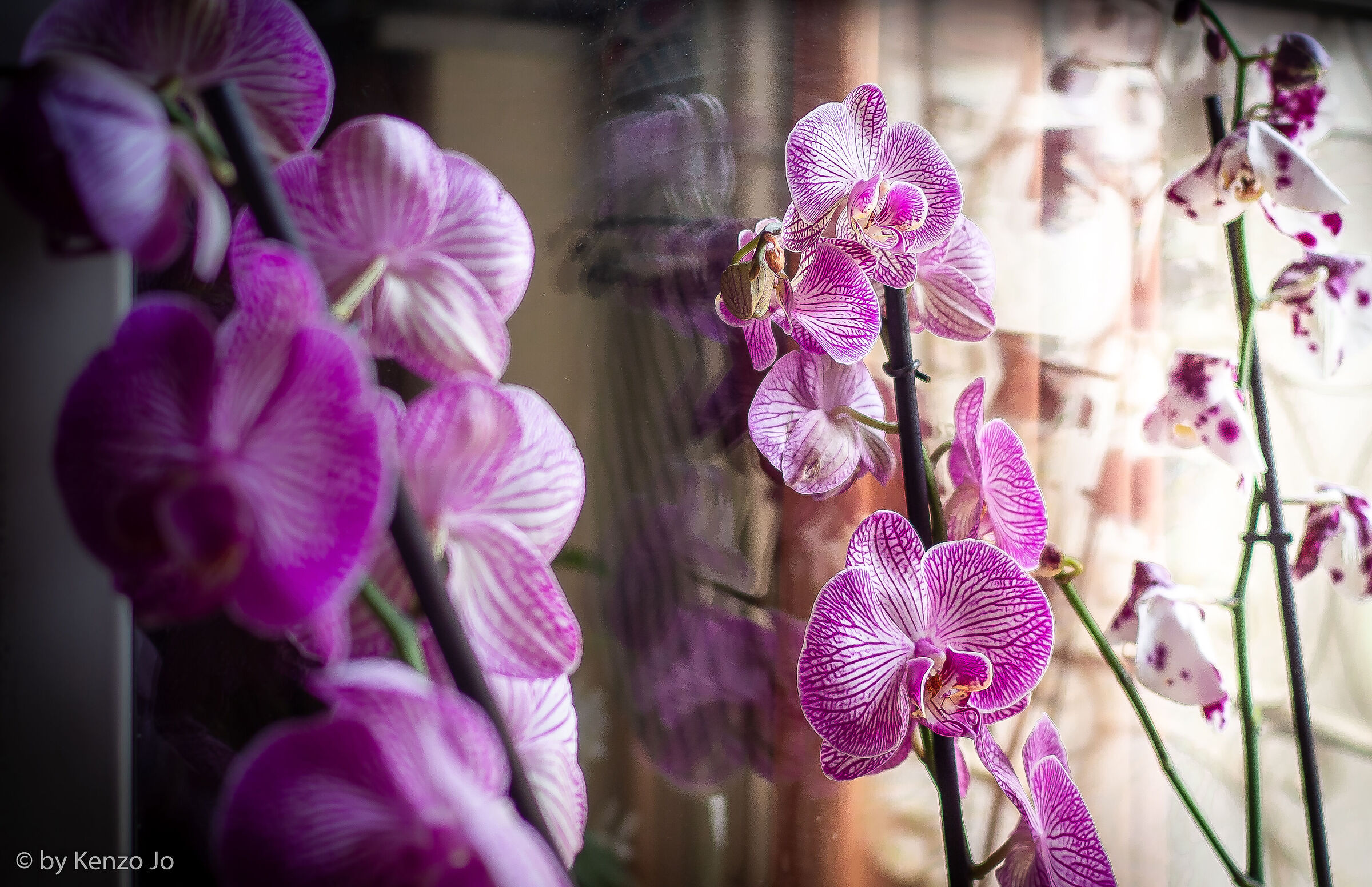 Reflection orchid