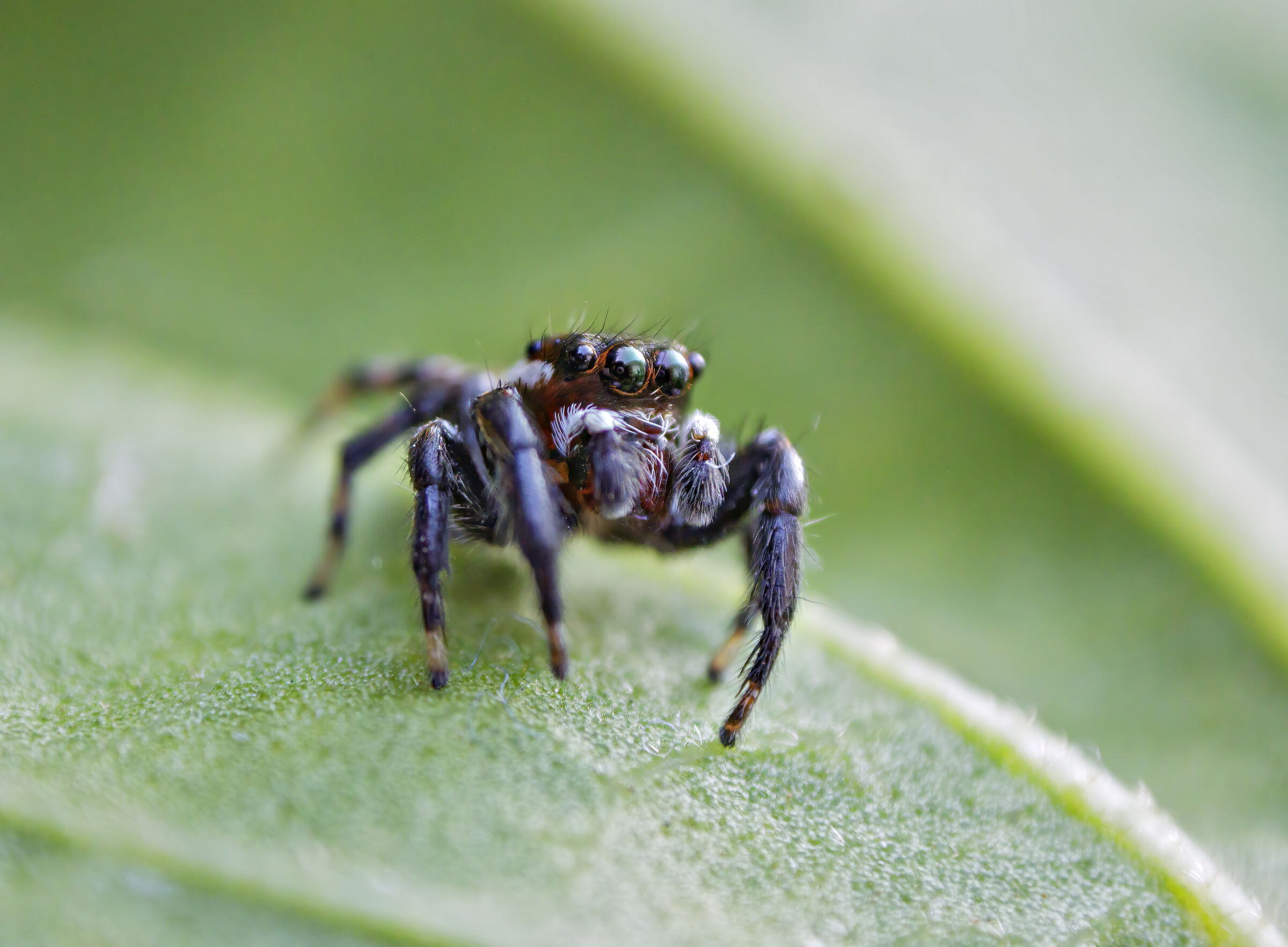 Jumping spider